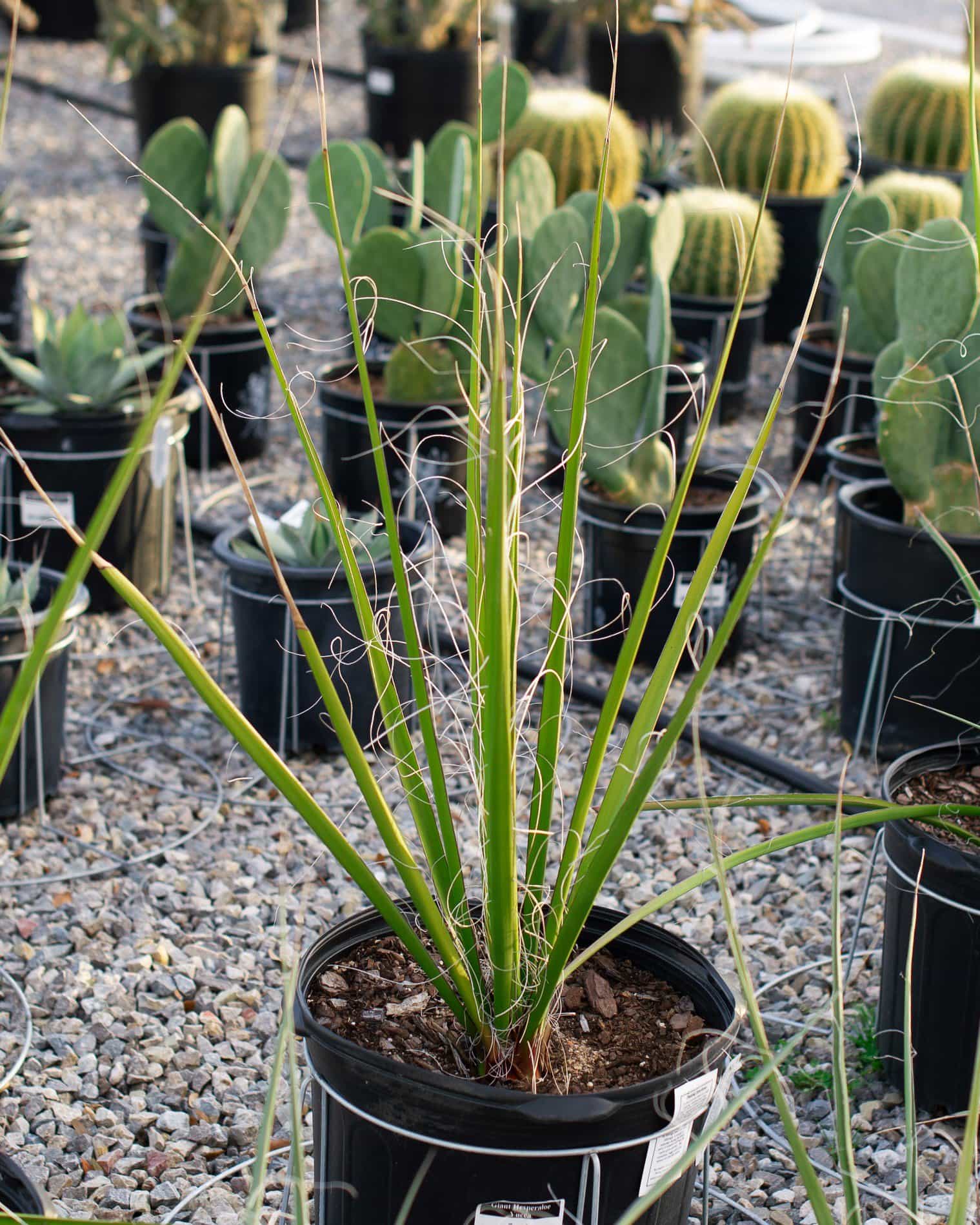 Giant Hesperaloe Yucca