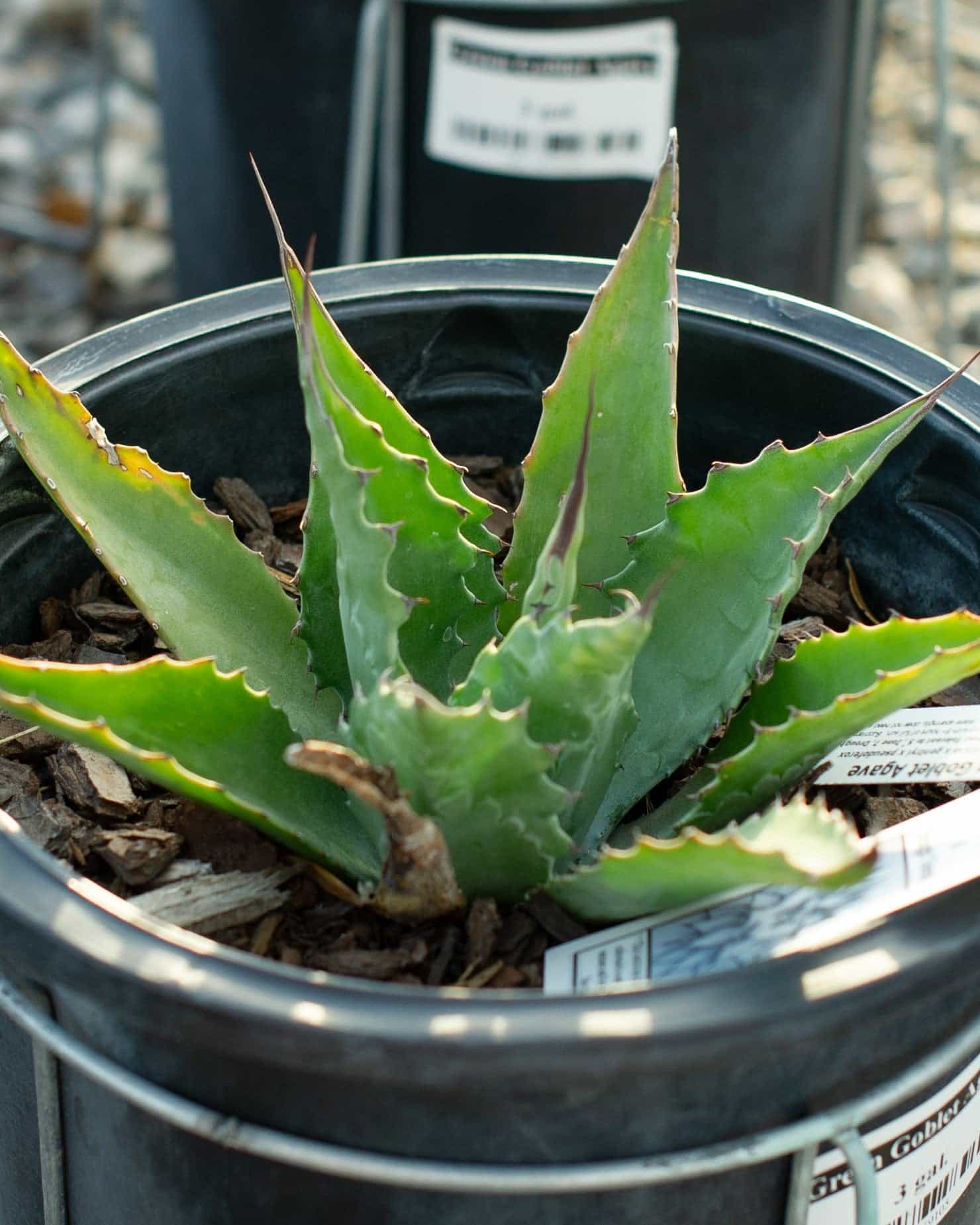 Green Goblet Agave