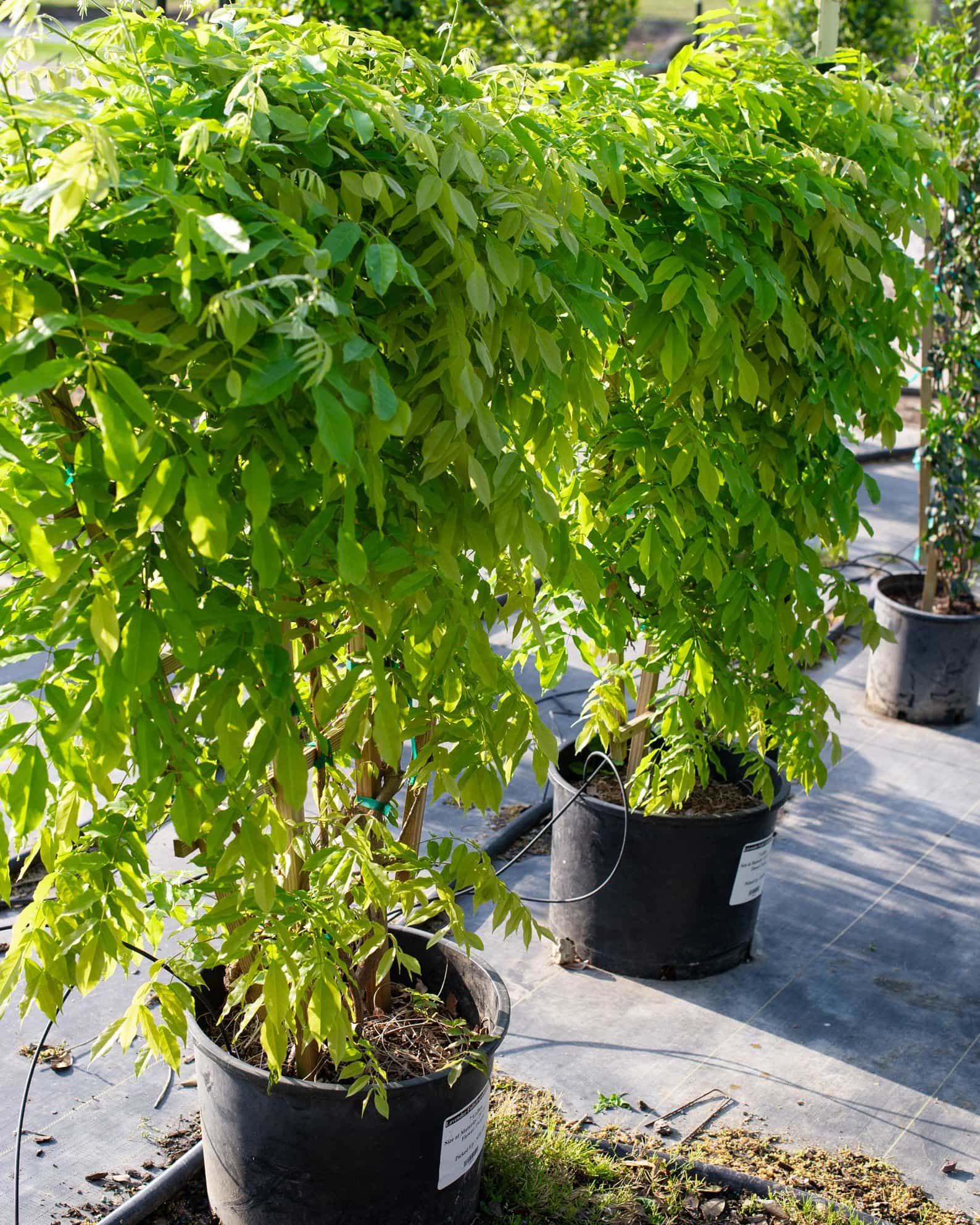 Lavender Falls Espalier Wisteria