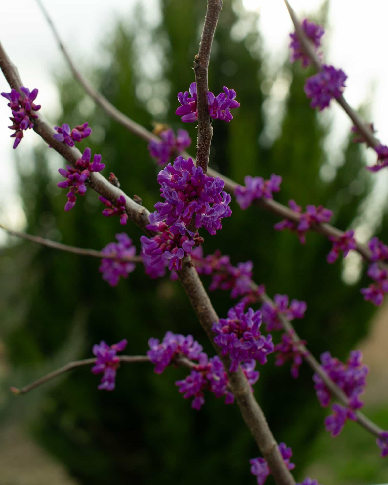 Luscious Lavender Redbud