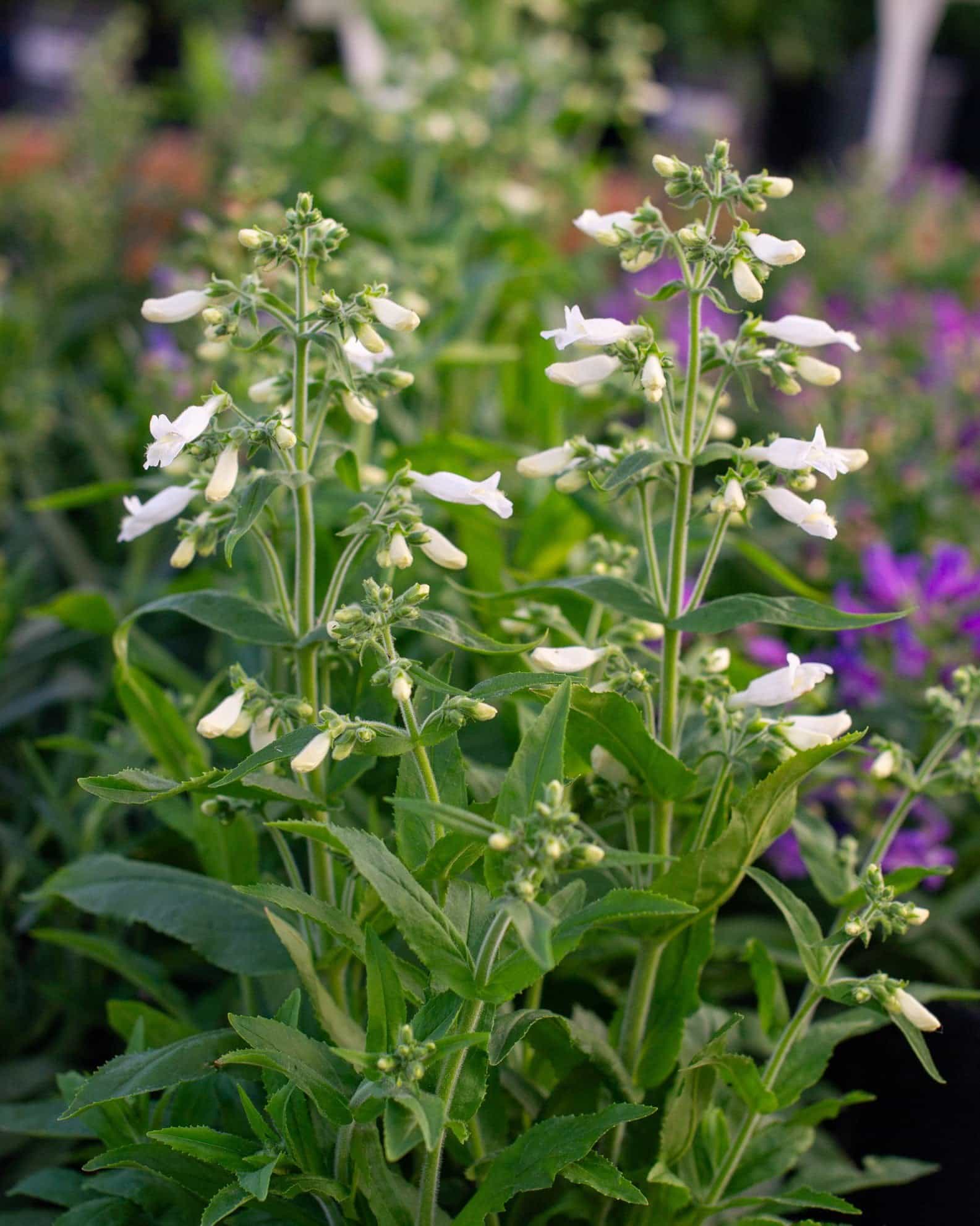 Nova Pearl Penstemon