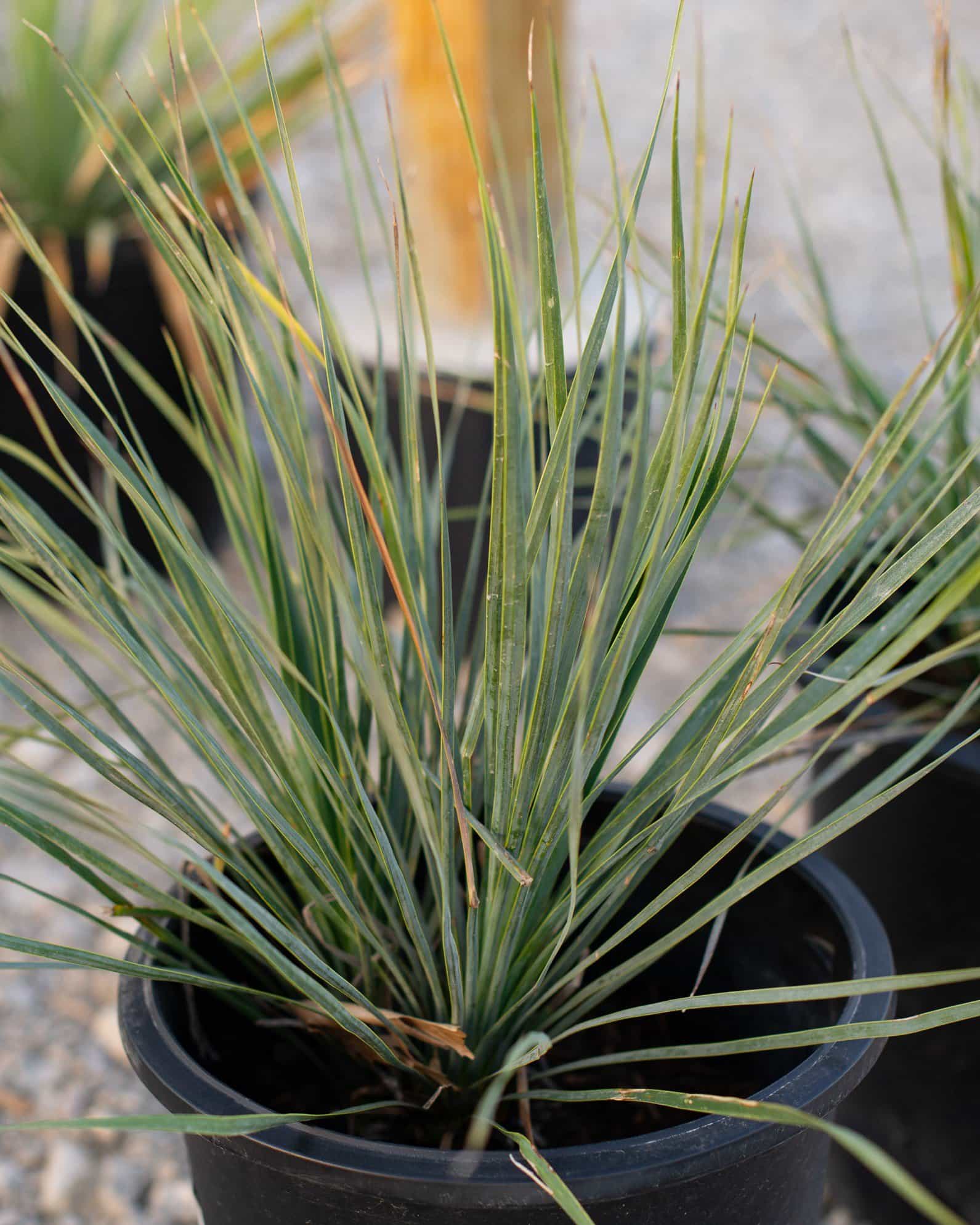 Rancho Blue Beaked Yucca