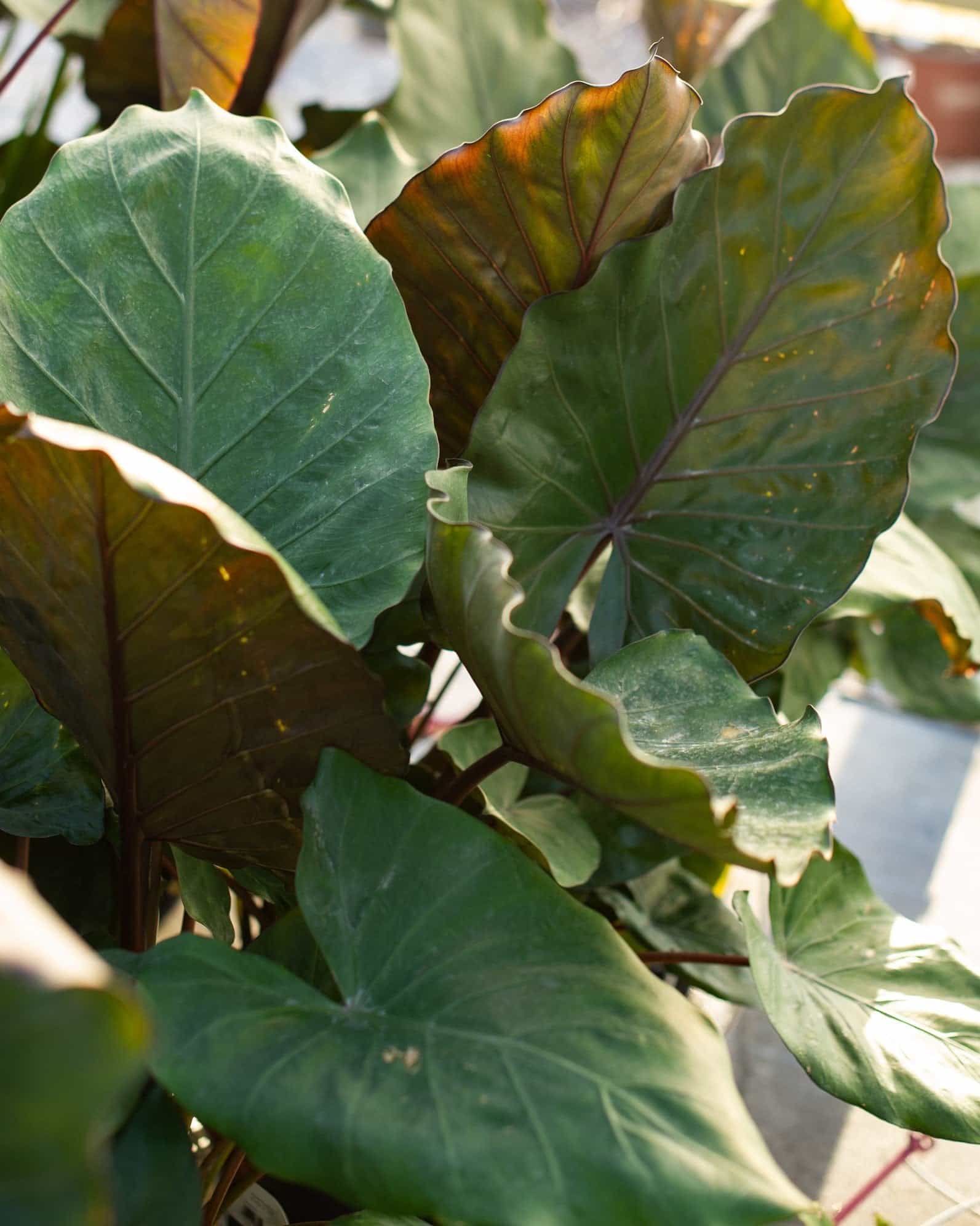 Metalhead Elephant Ear