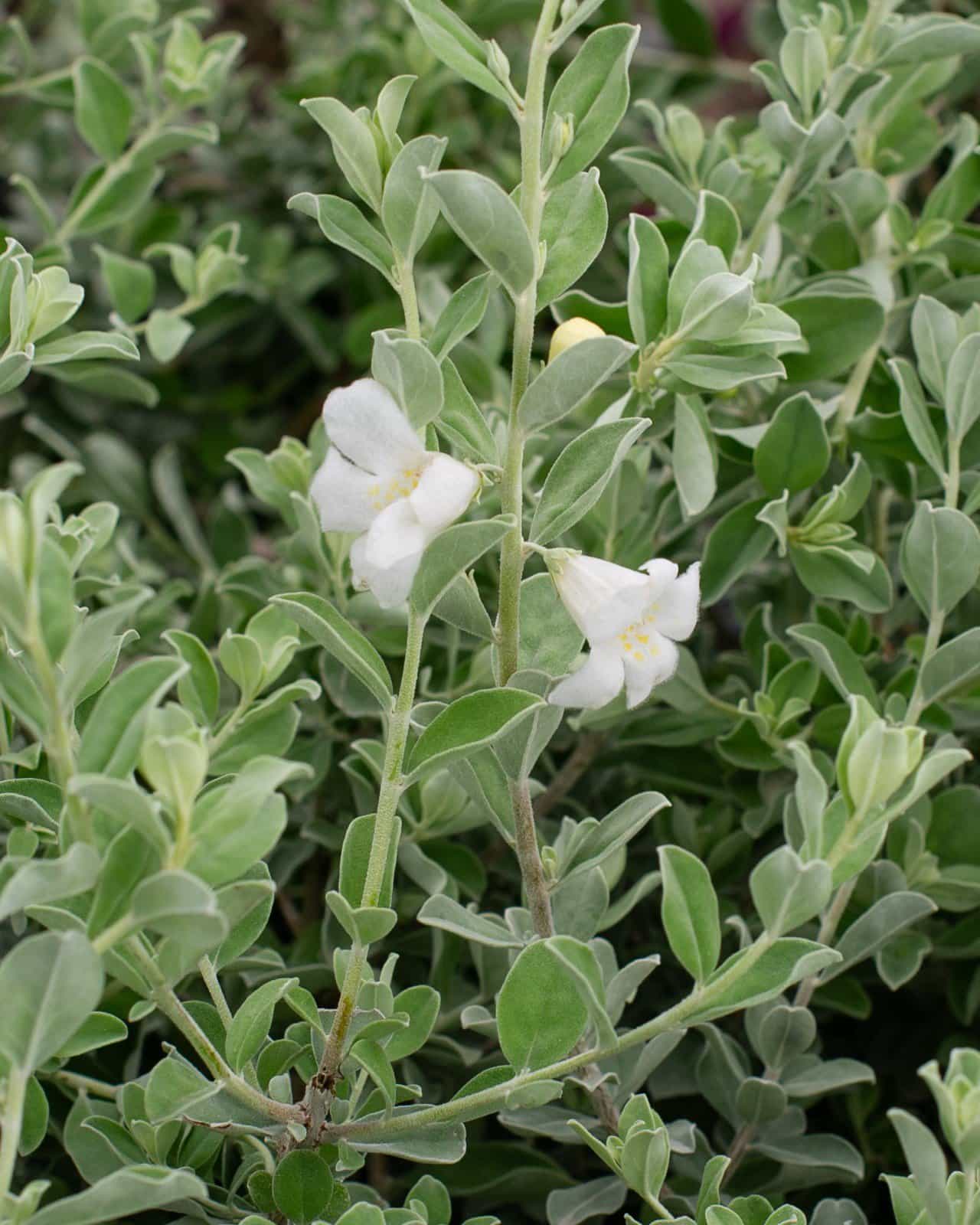 Silver Snow Texas Sage