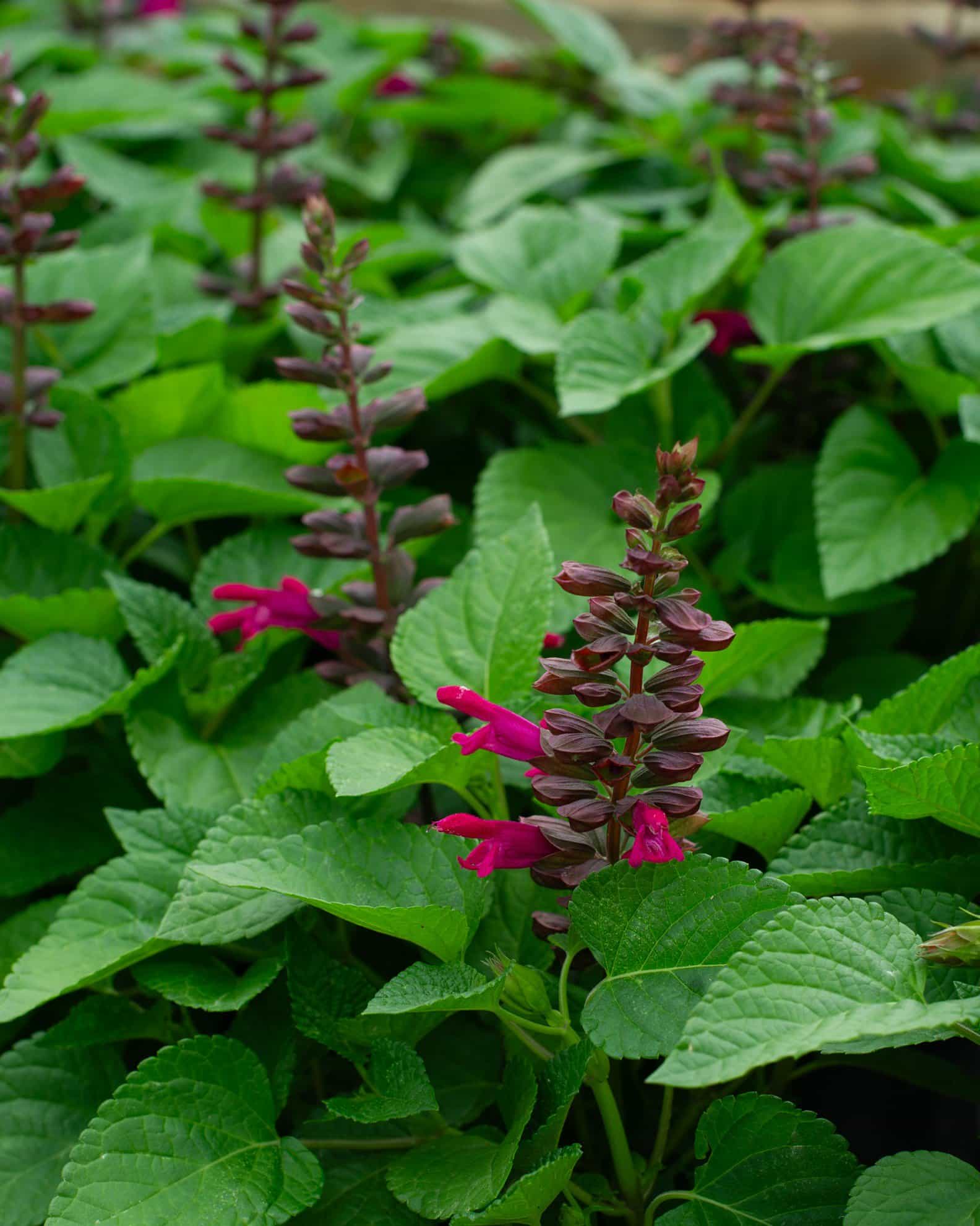 Salgoon Lake Flamingo Salvia