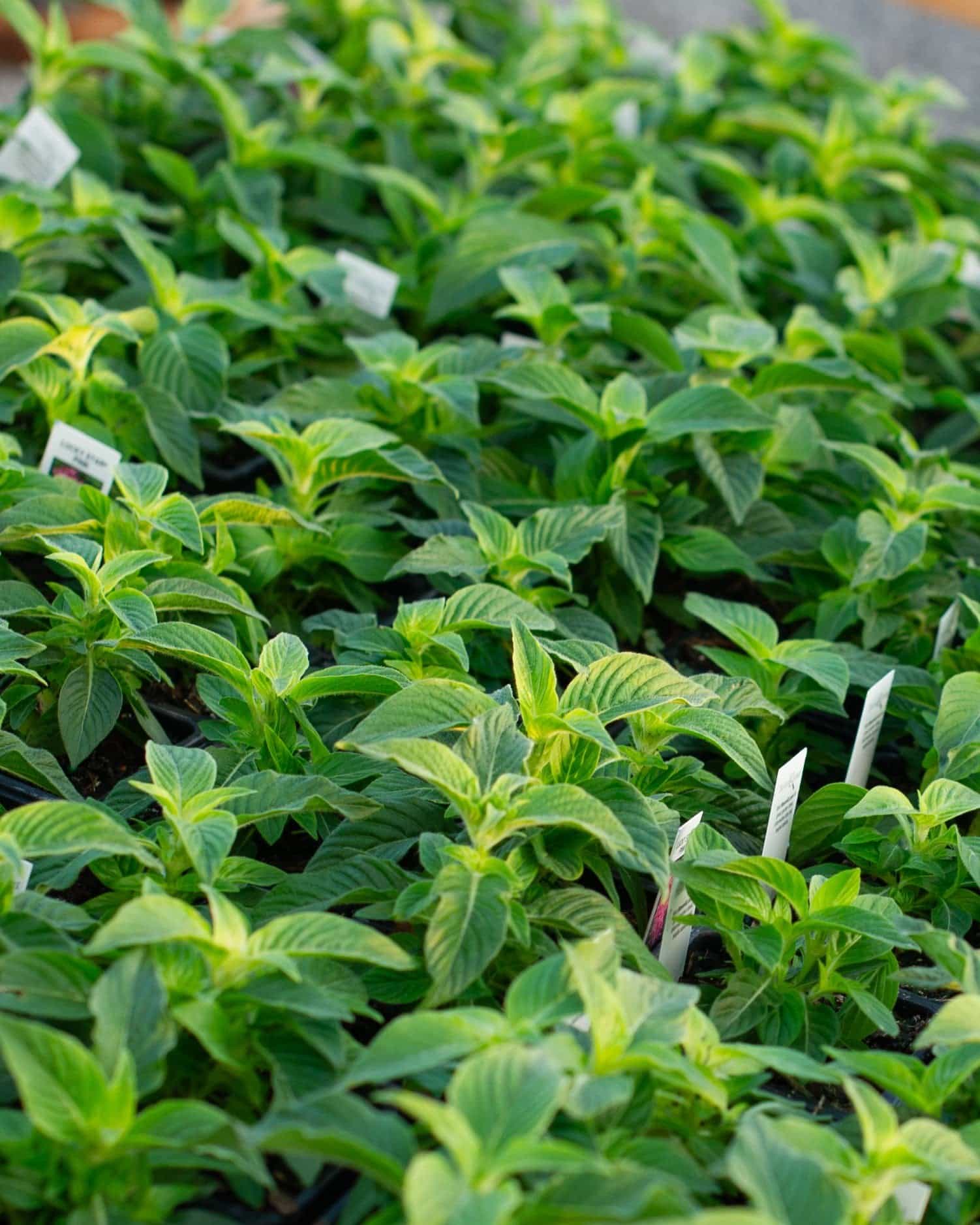 Lucky Star Deep Pink Pentas
