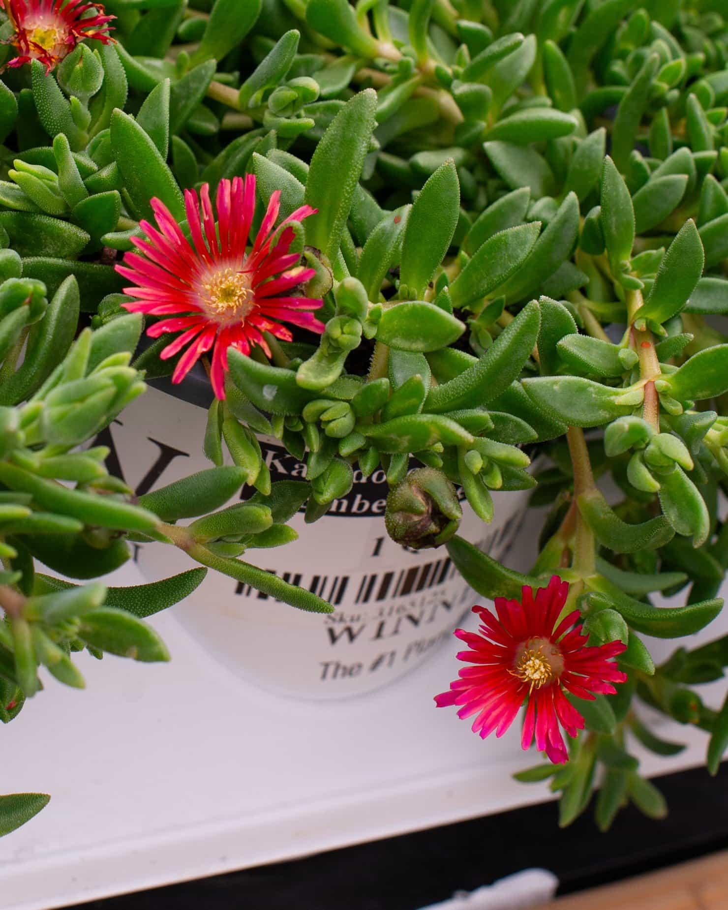 Kaleidoscope Dancing Embers Ice Plant