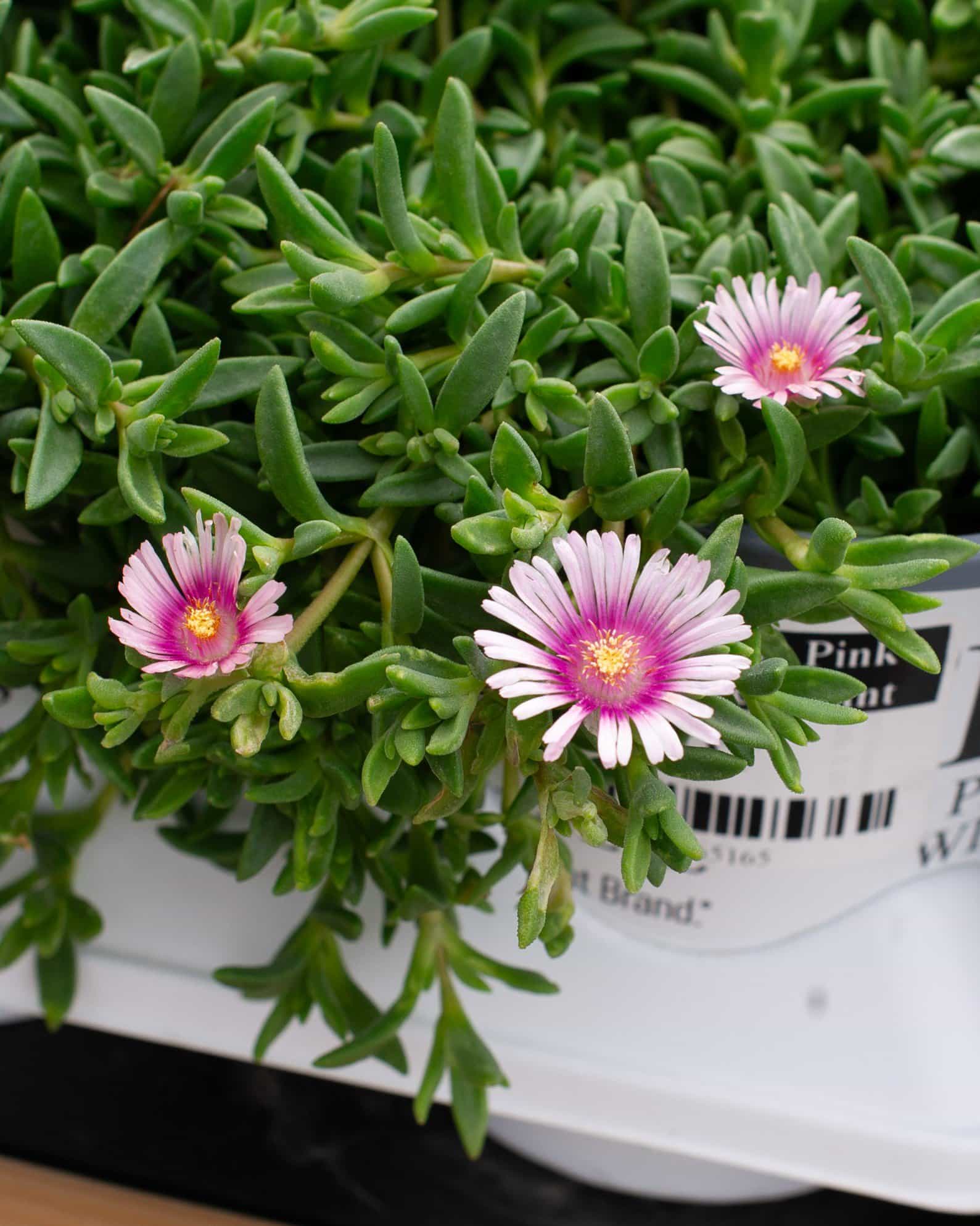 Kaleidoscope Pink Radiance Ice Plant