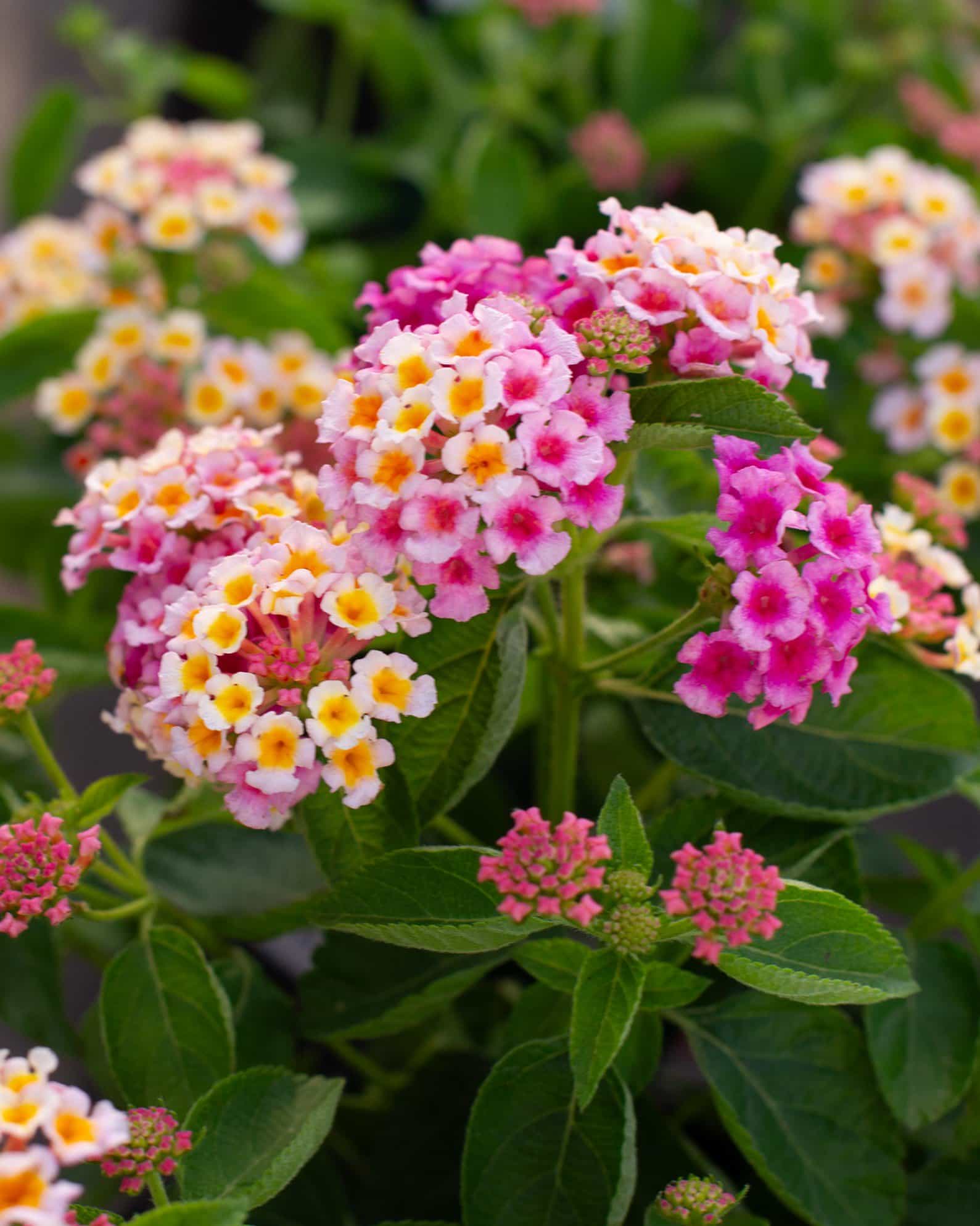 Bandana Pink Lantana