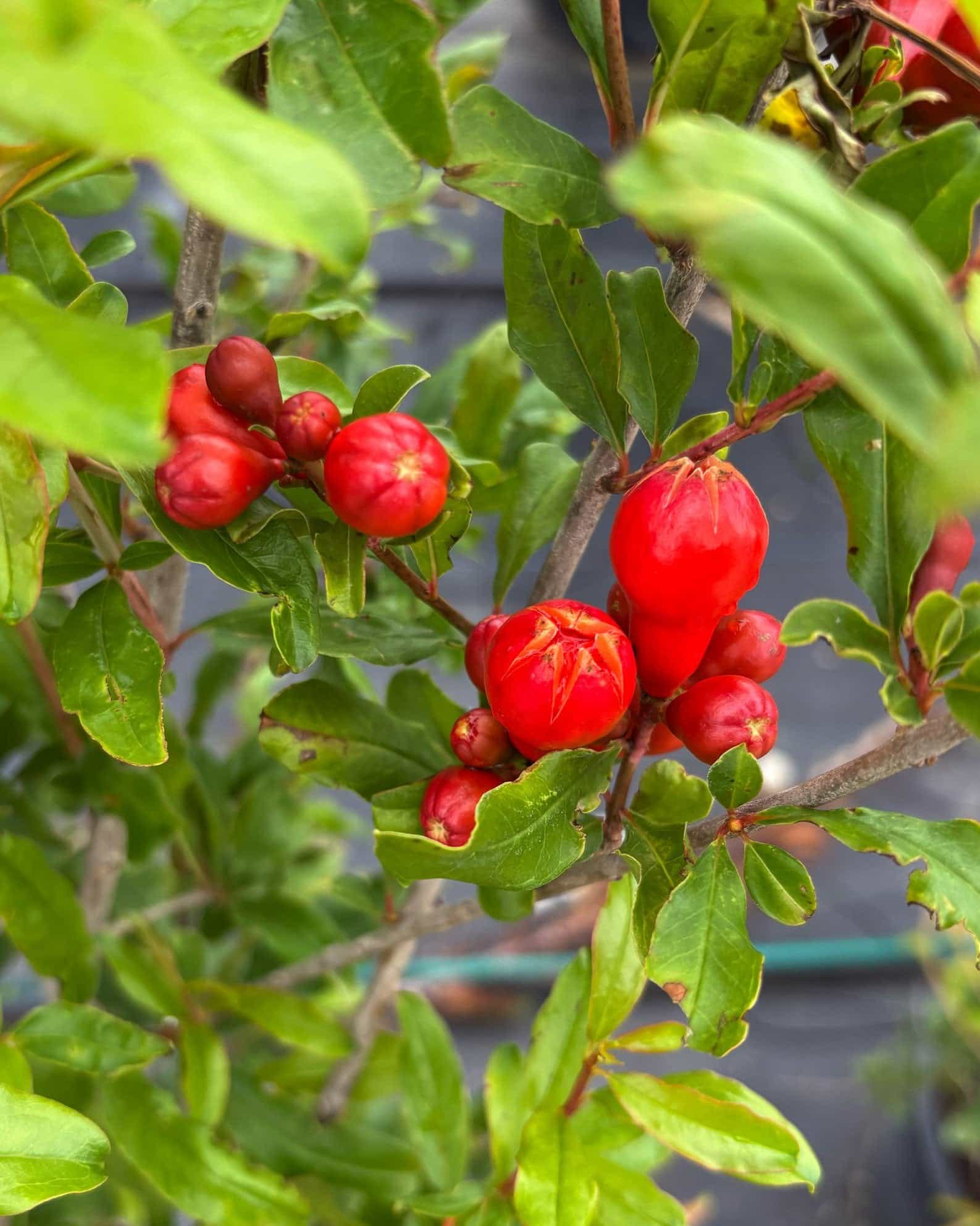 Texas Pink Pomegranate