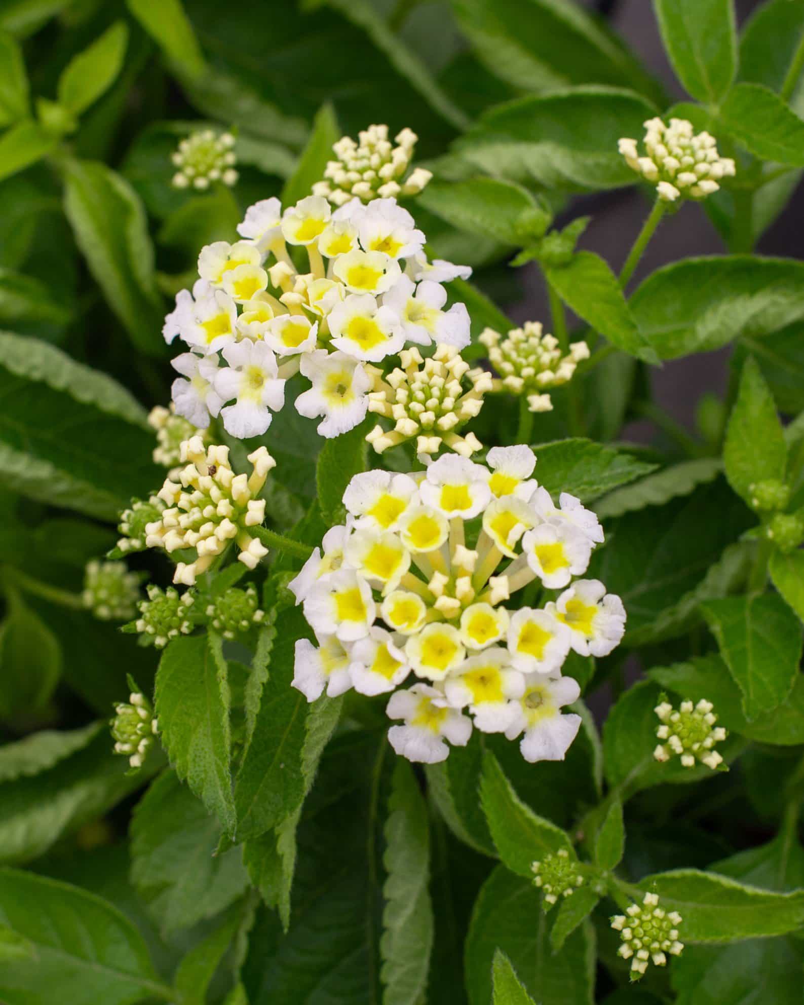 Havana Full Moon Lantana