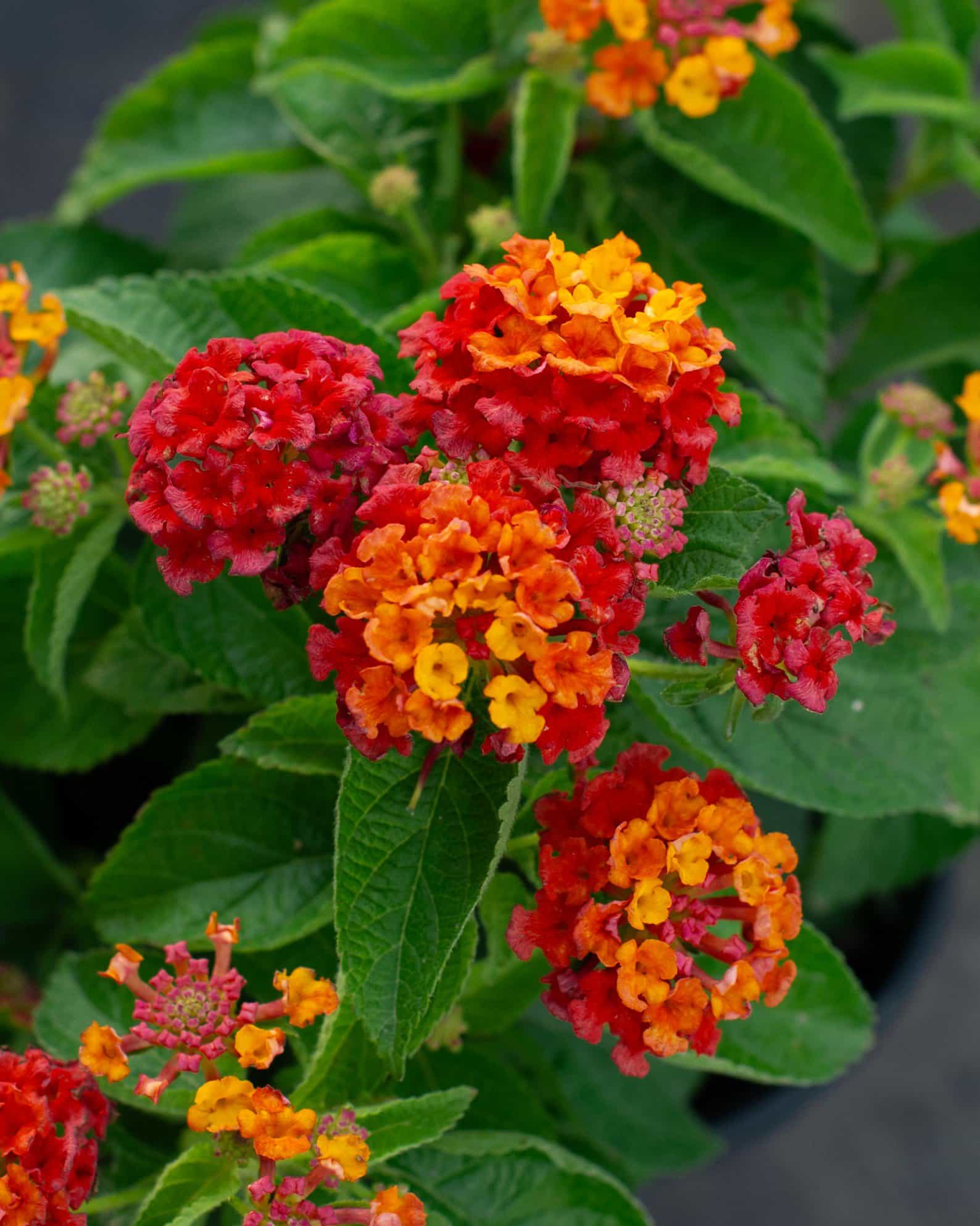 Havana Harvest Moon Lantana