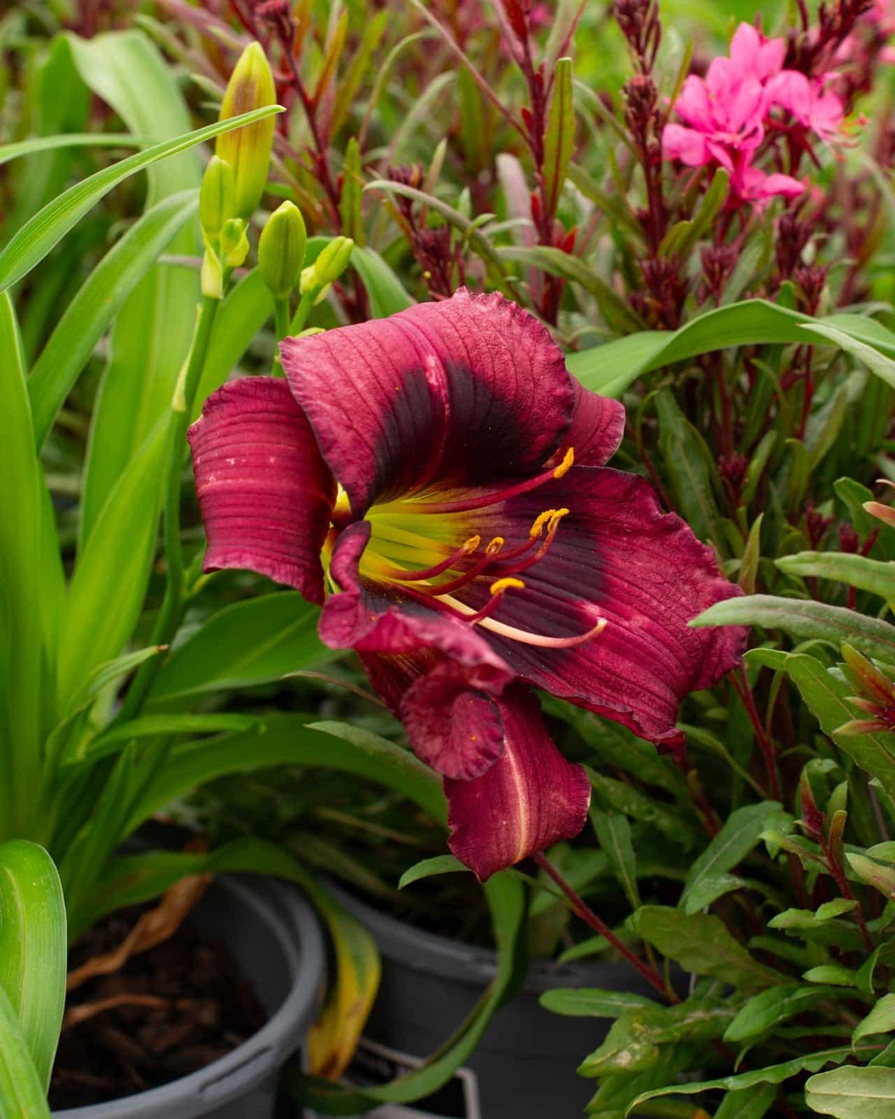 Kansas Kitten Daylily