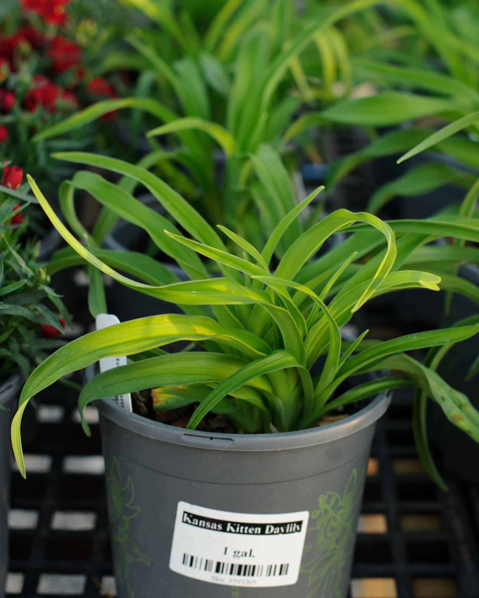 Kansas Kitten Daylily - view 2