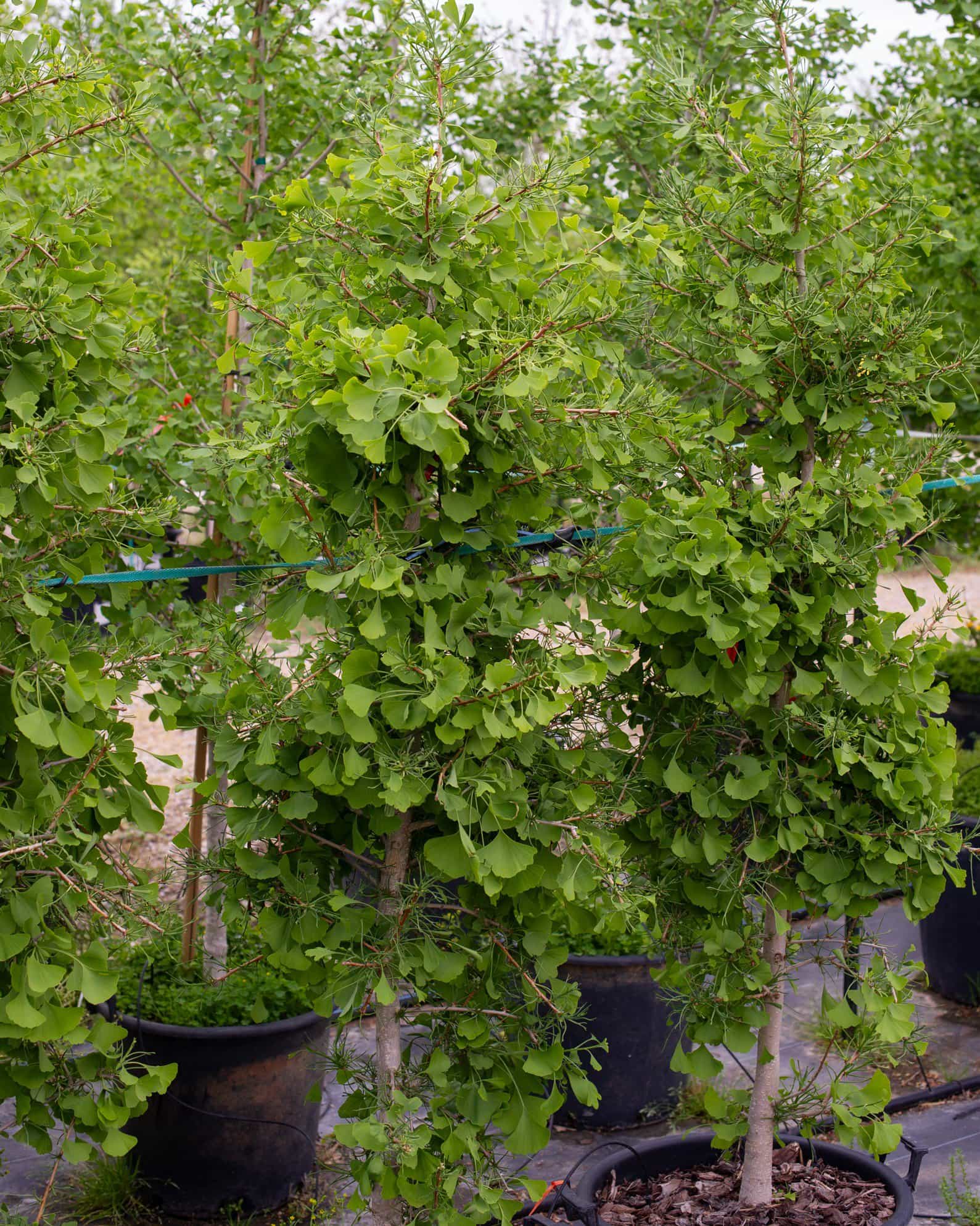 Weeping Wonder Ginkgo