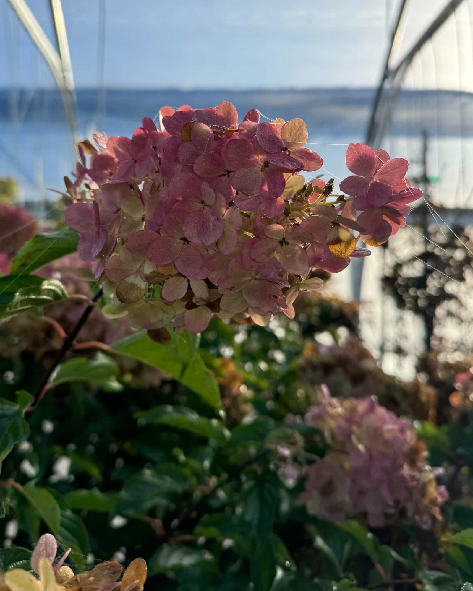 Vanilla Strawberry Hydrangea