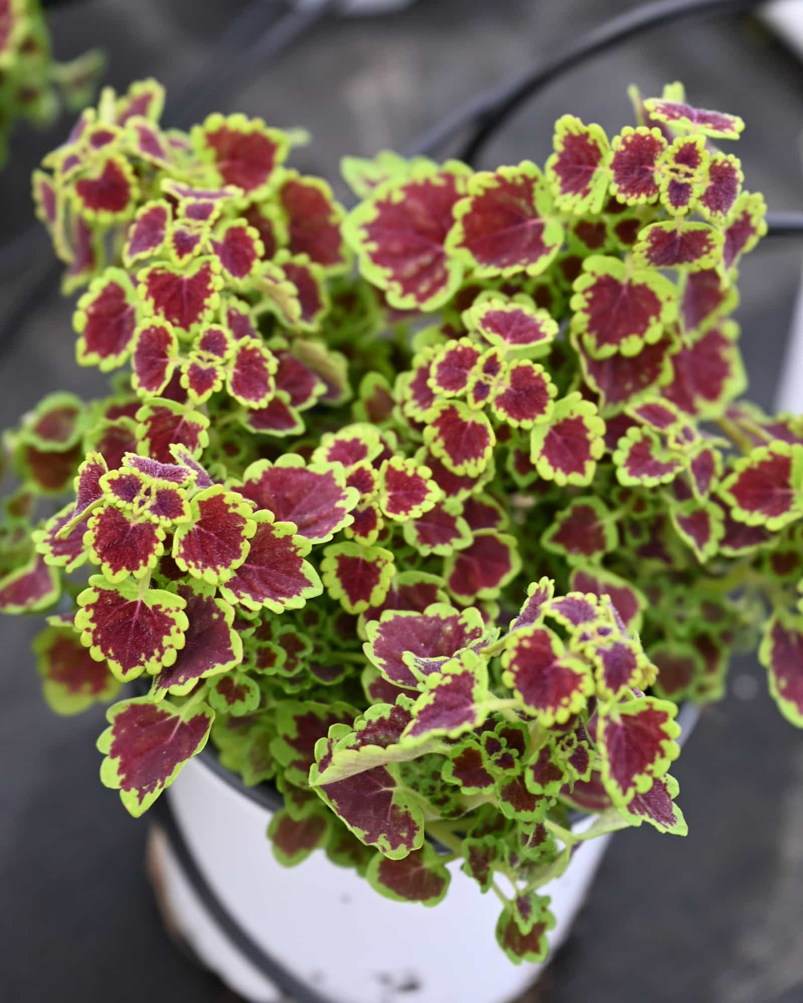 Burgundy Wedding Train Coleus