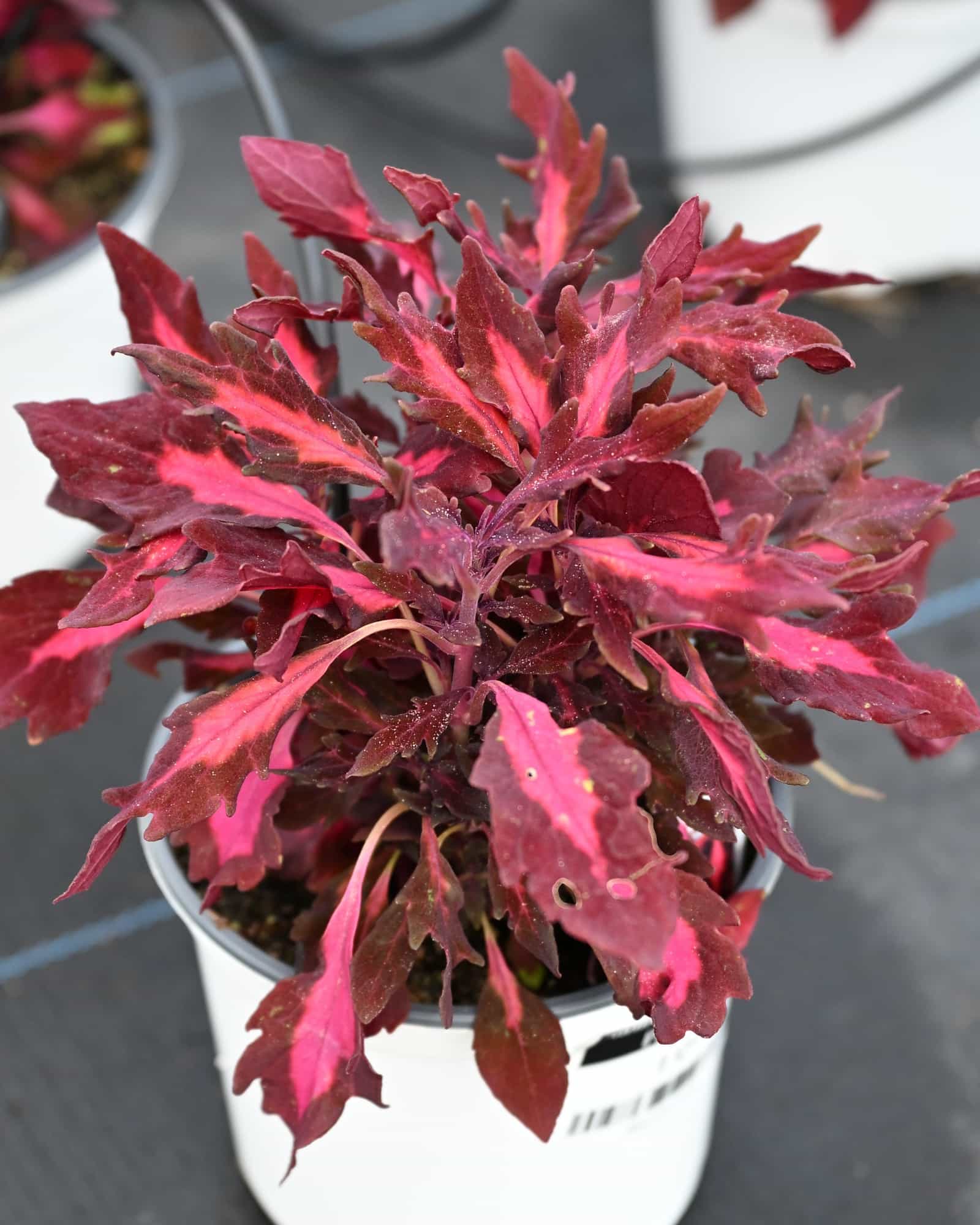FlameThrower Adobe Pink Coleus