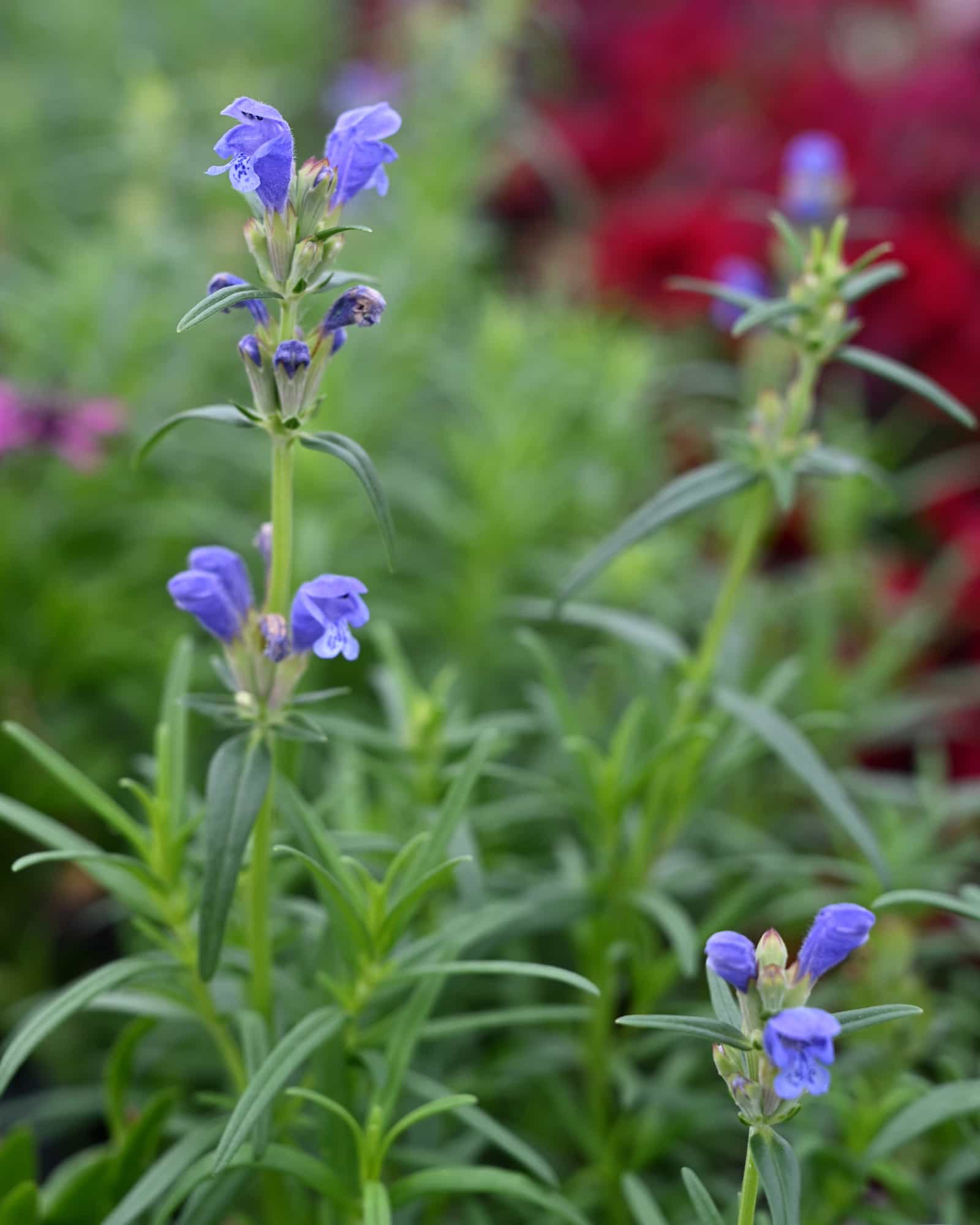 Indigo Blue Dragonhead