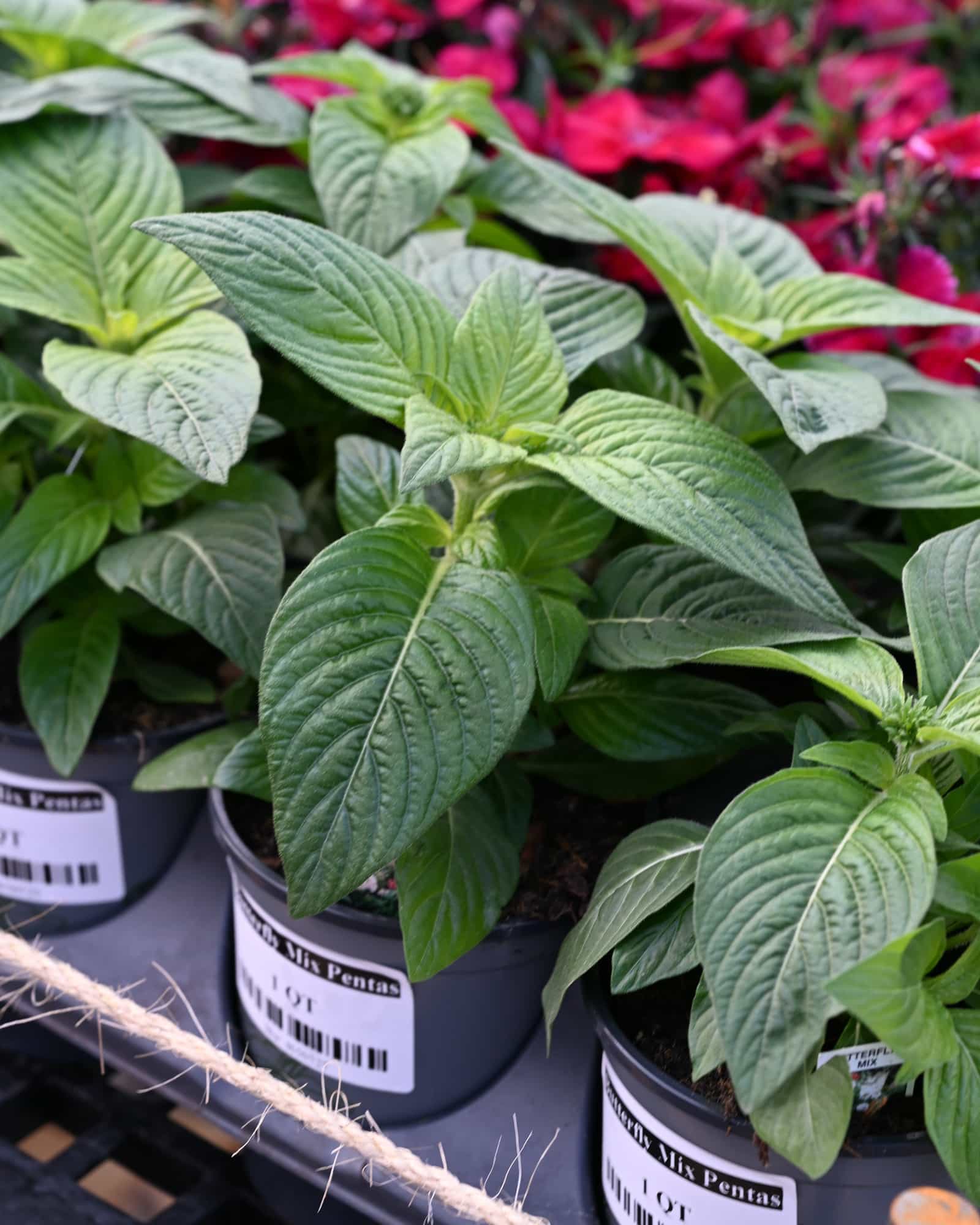 Butterfly Mix Pentas