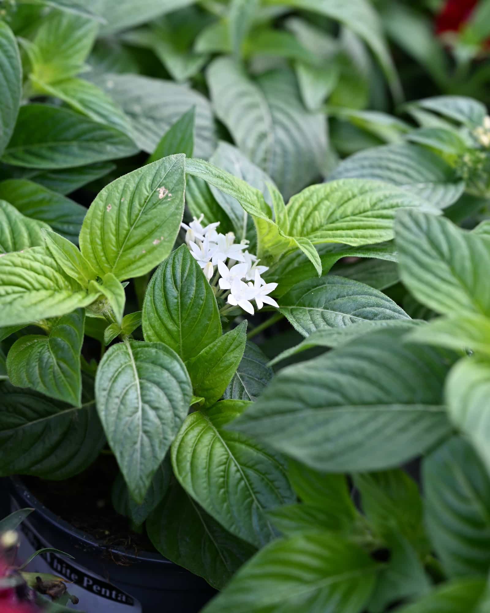 Butterfly White Pentas