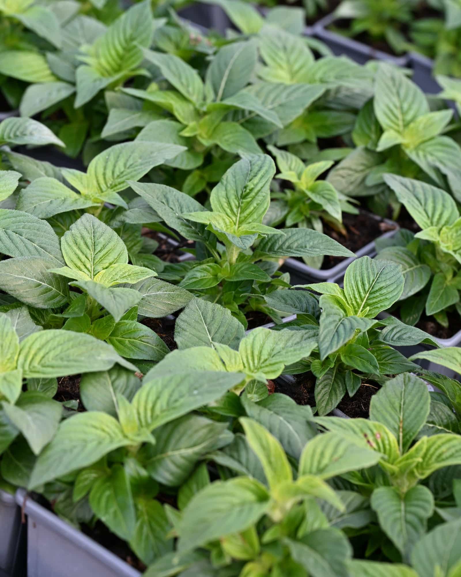 Graffiti Select Mix Pentas