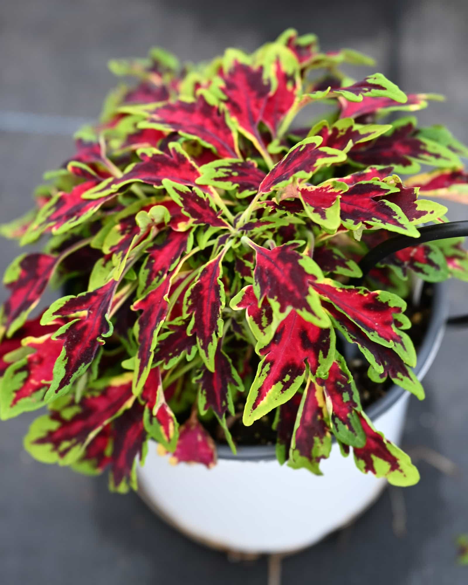 TerraScape All That Lava Coleus
