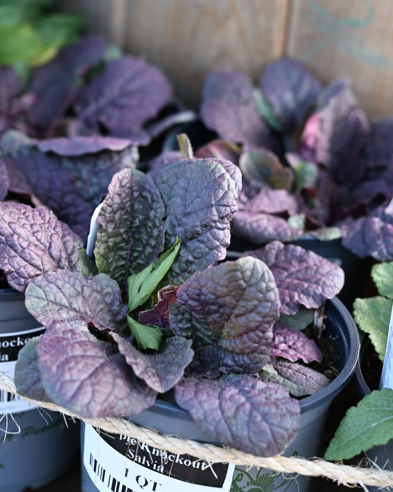 Purple Knockout Salvia