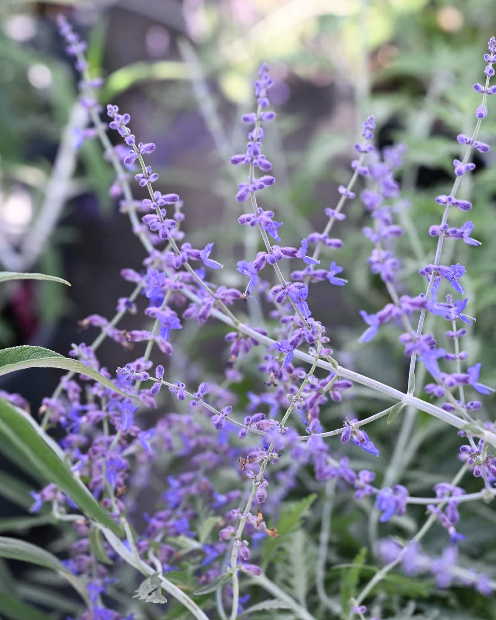Russian Sage