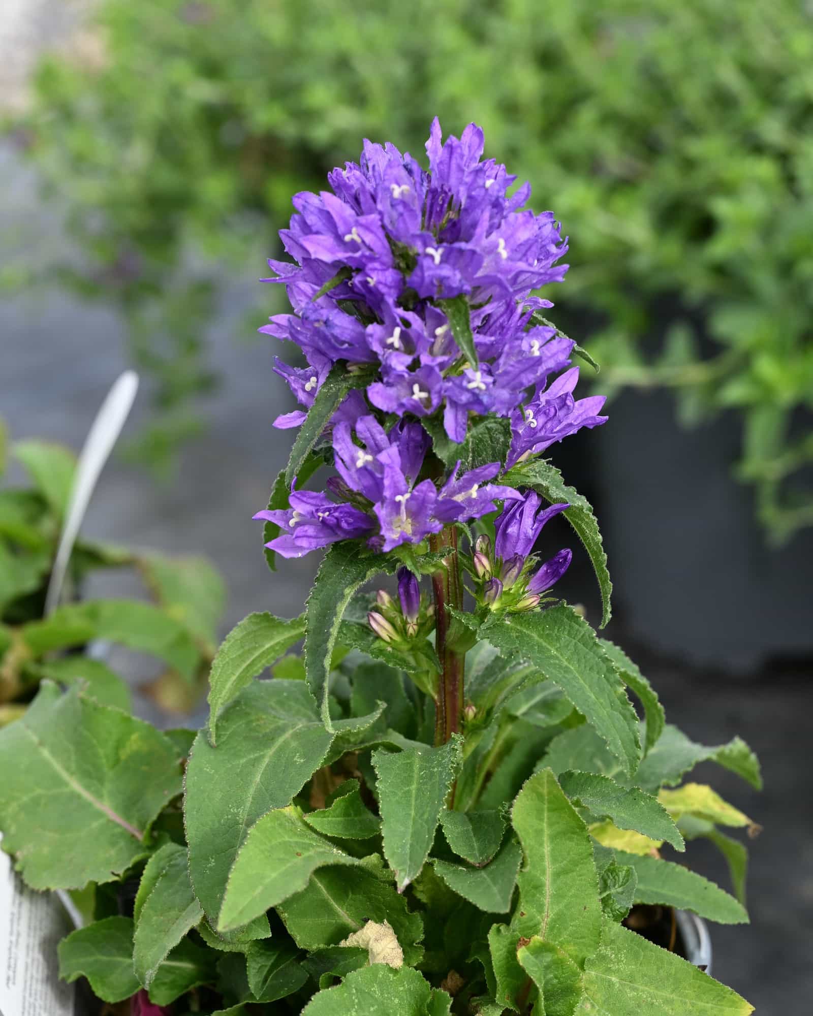 Bells and Whistles Bellflower