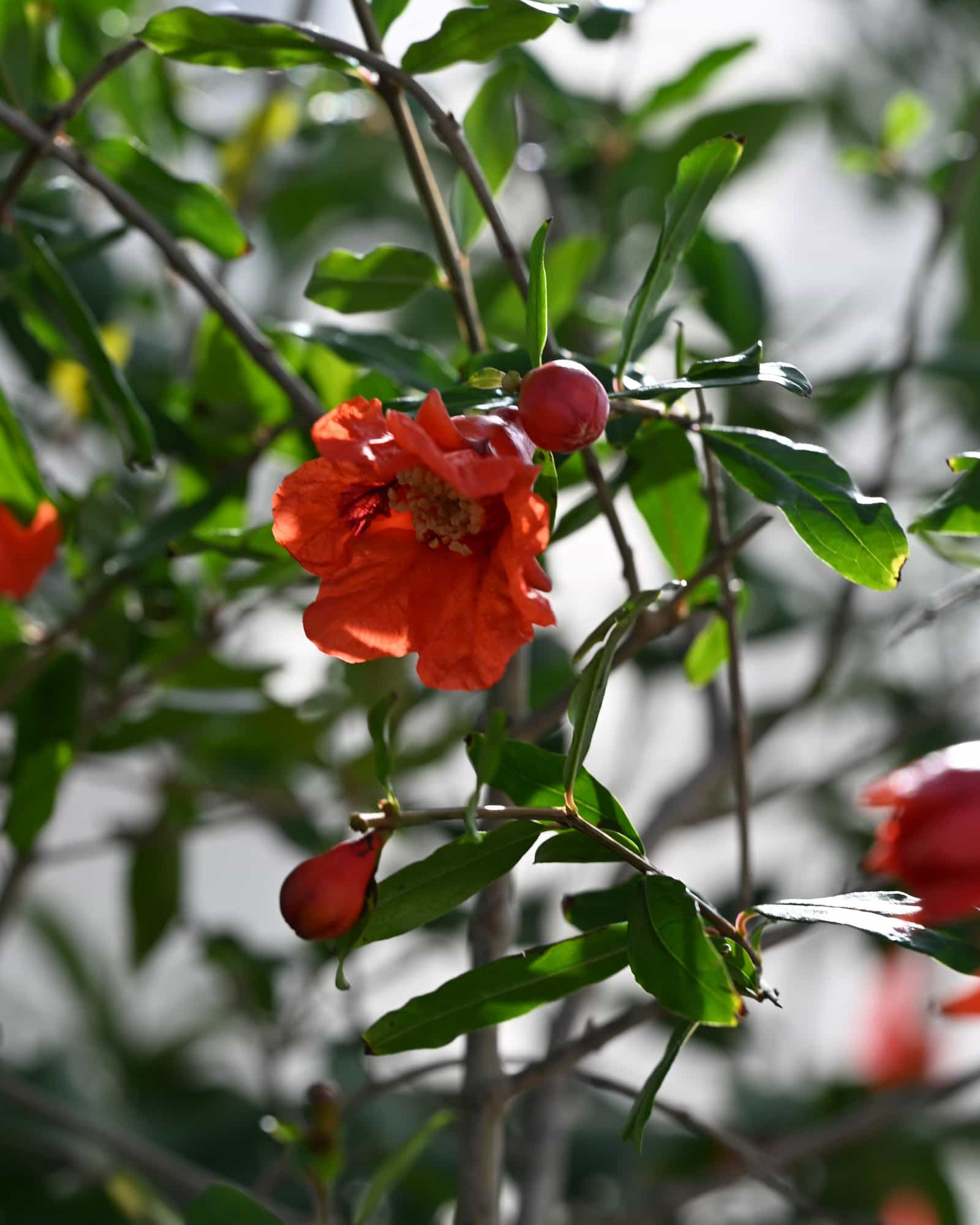 Wonderful Pomegranate