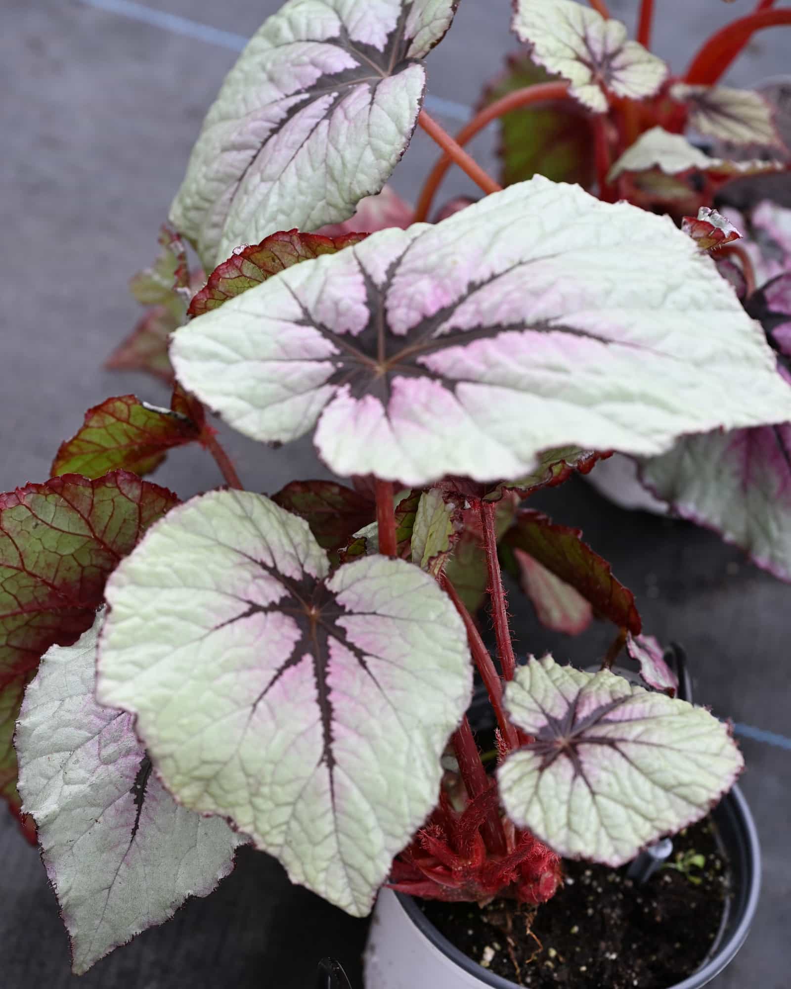 T Rex First Blush Begonia