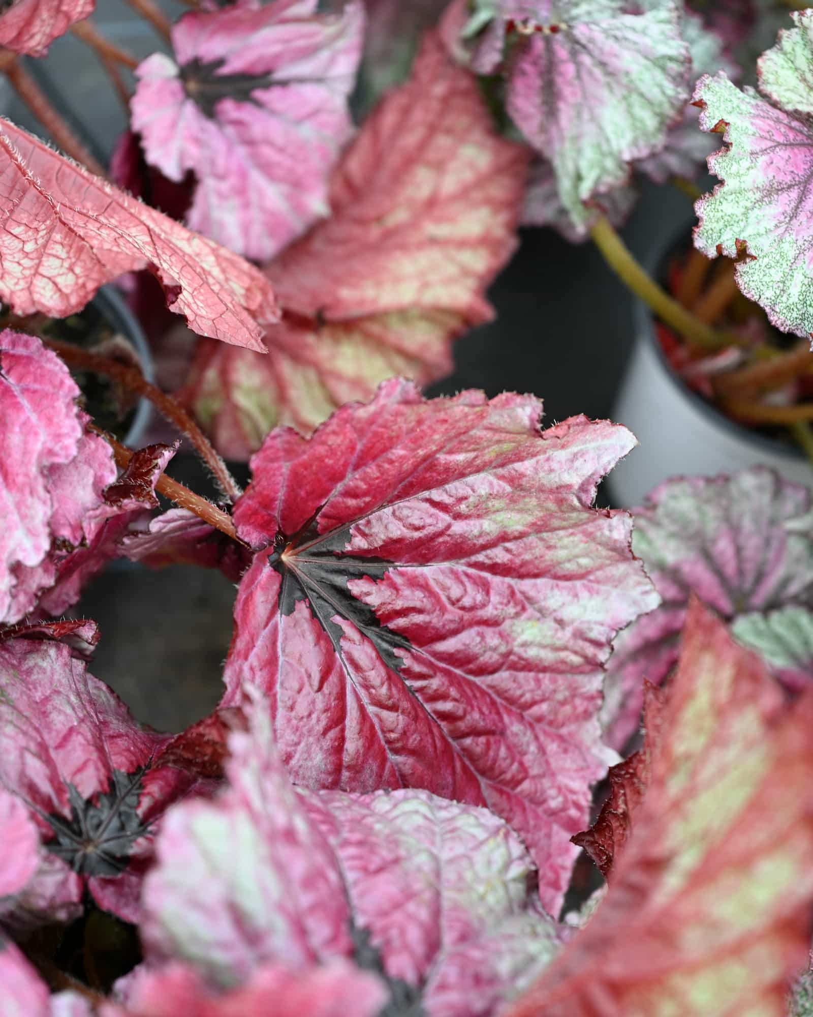 T Rex Ruby Slippers Begonia