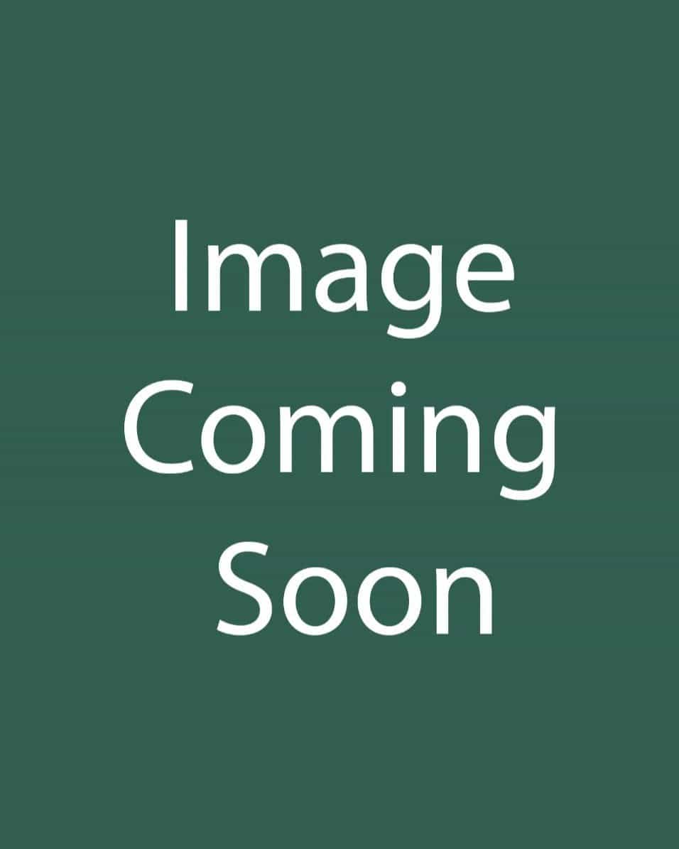 Black-eyed Susan Rudbeckia Little Suzy - Main Image