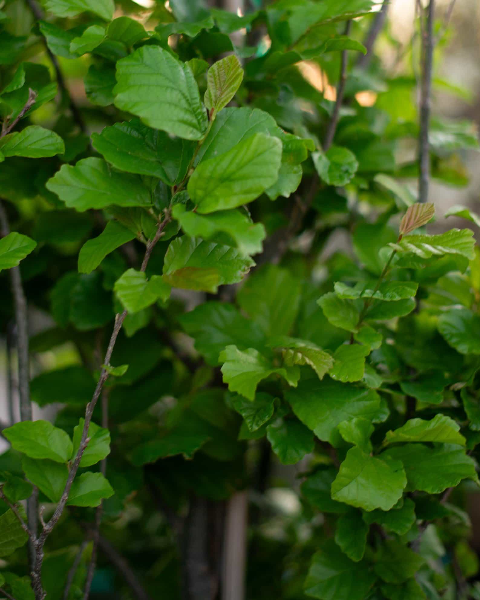 Golden Belltower Ironwood