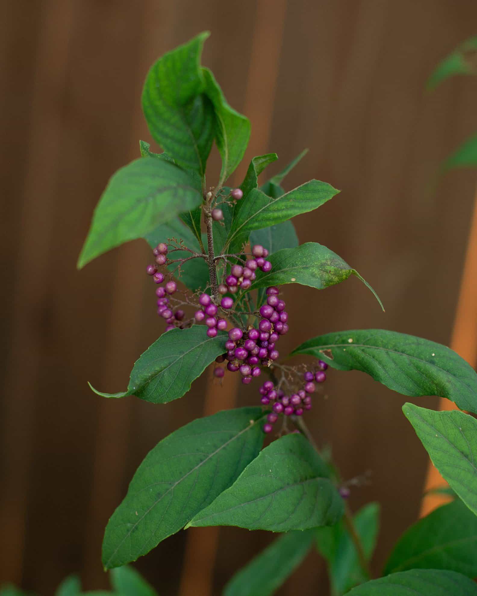 Pearl Glam Beautyberry