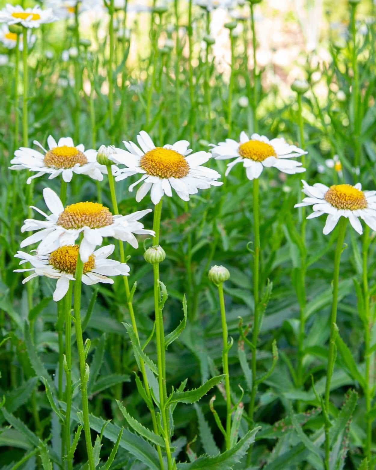 Snowcap Shasta Daisy - Main Image