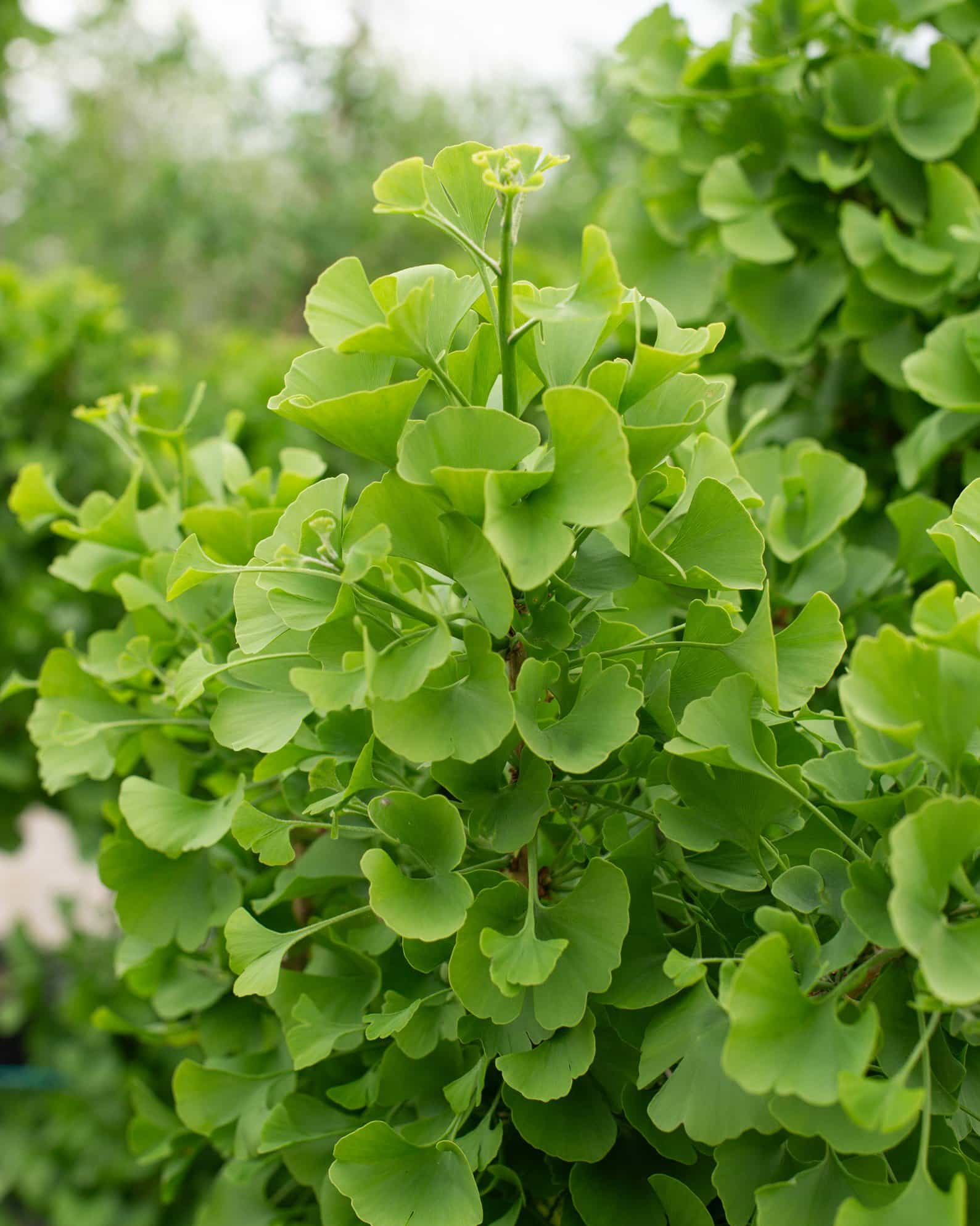 Spring Grove Ginkgo