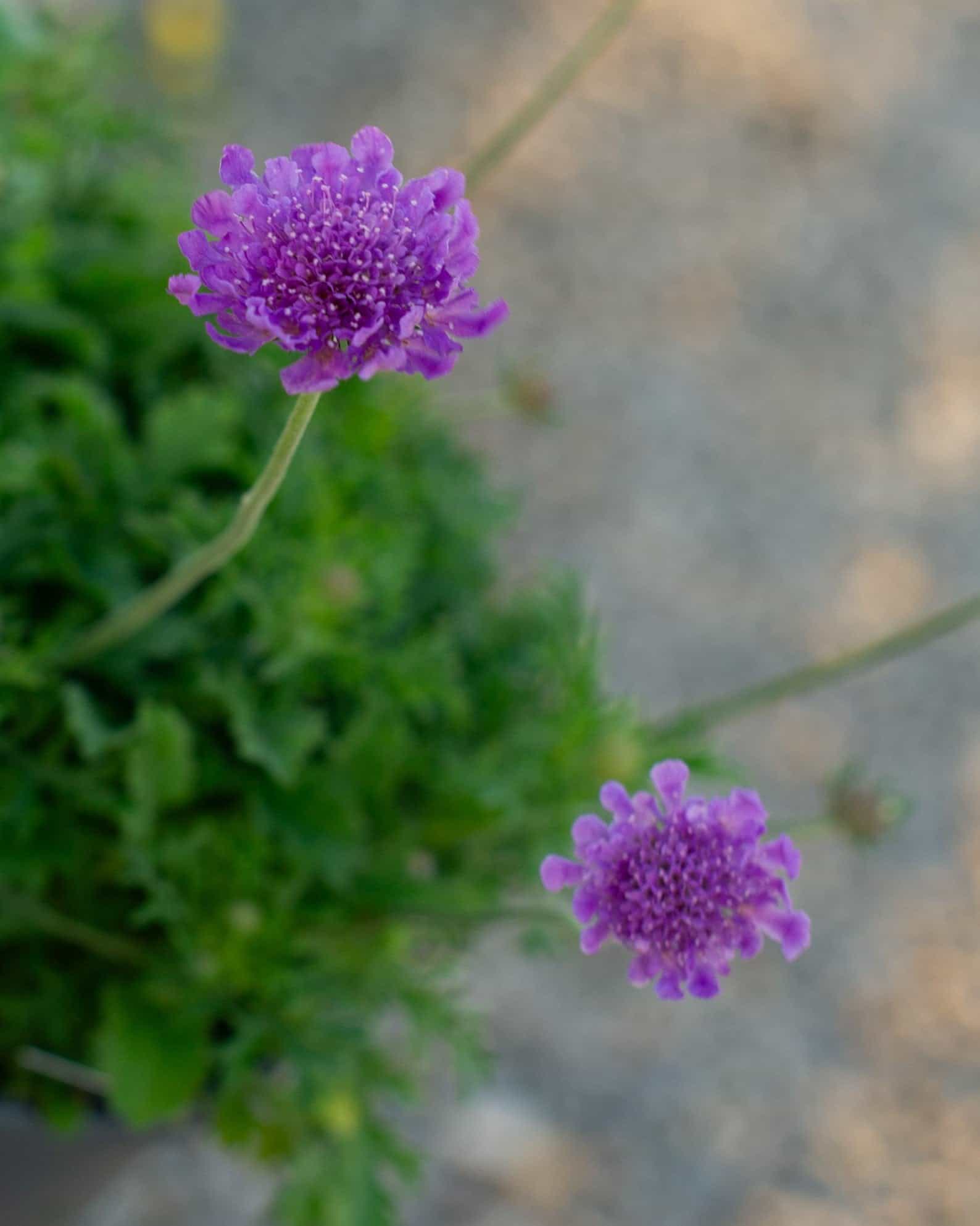 Vivid Violet Pincushion