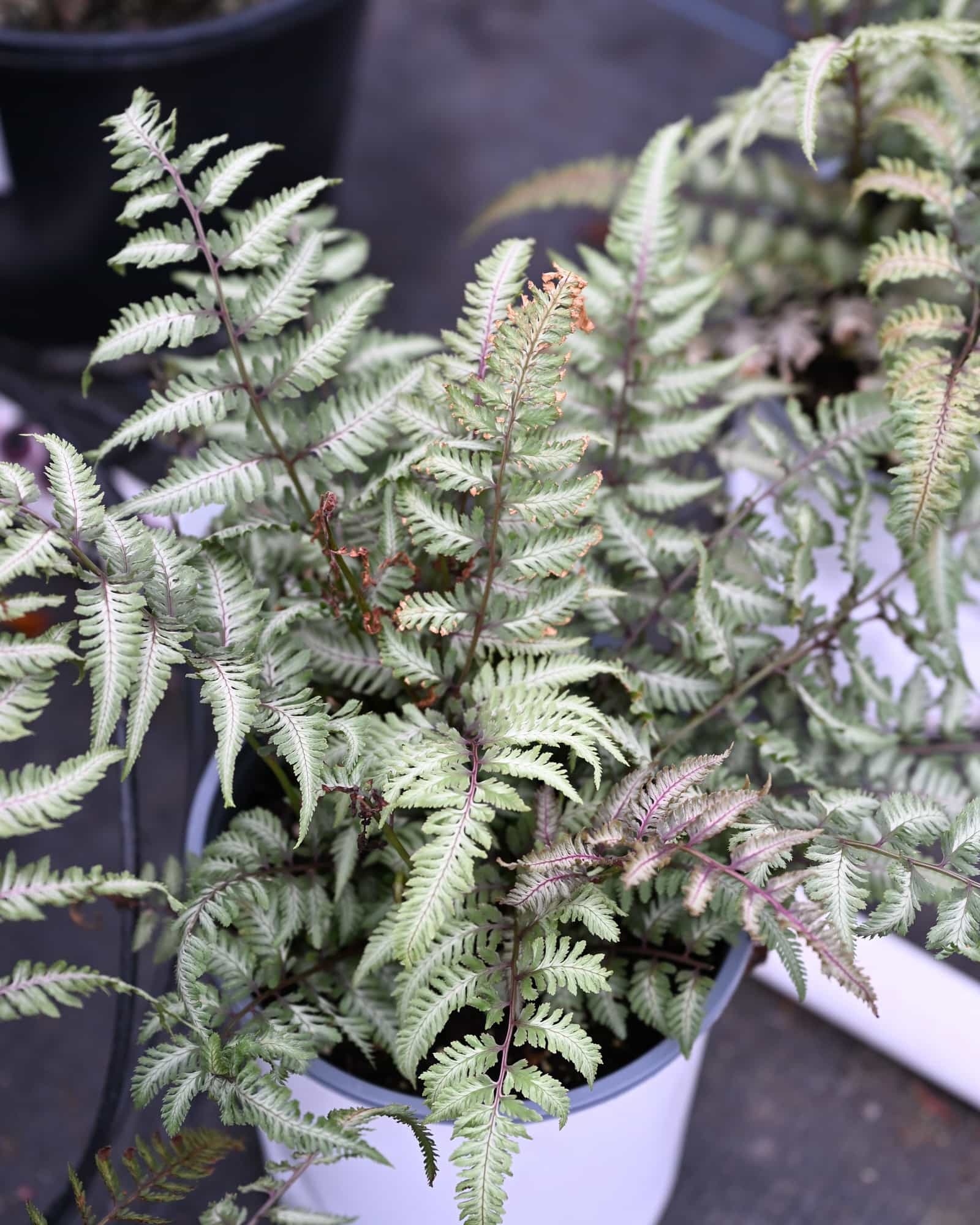 Pewter Lace Japanese Painted Fern