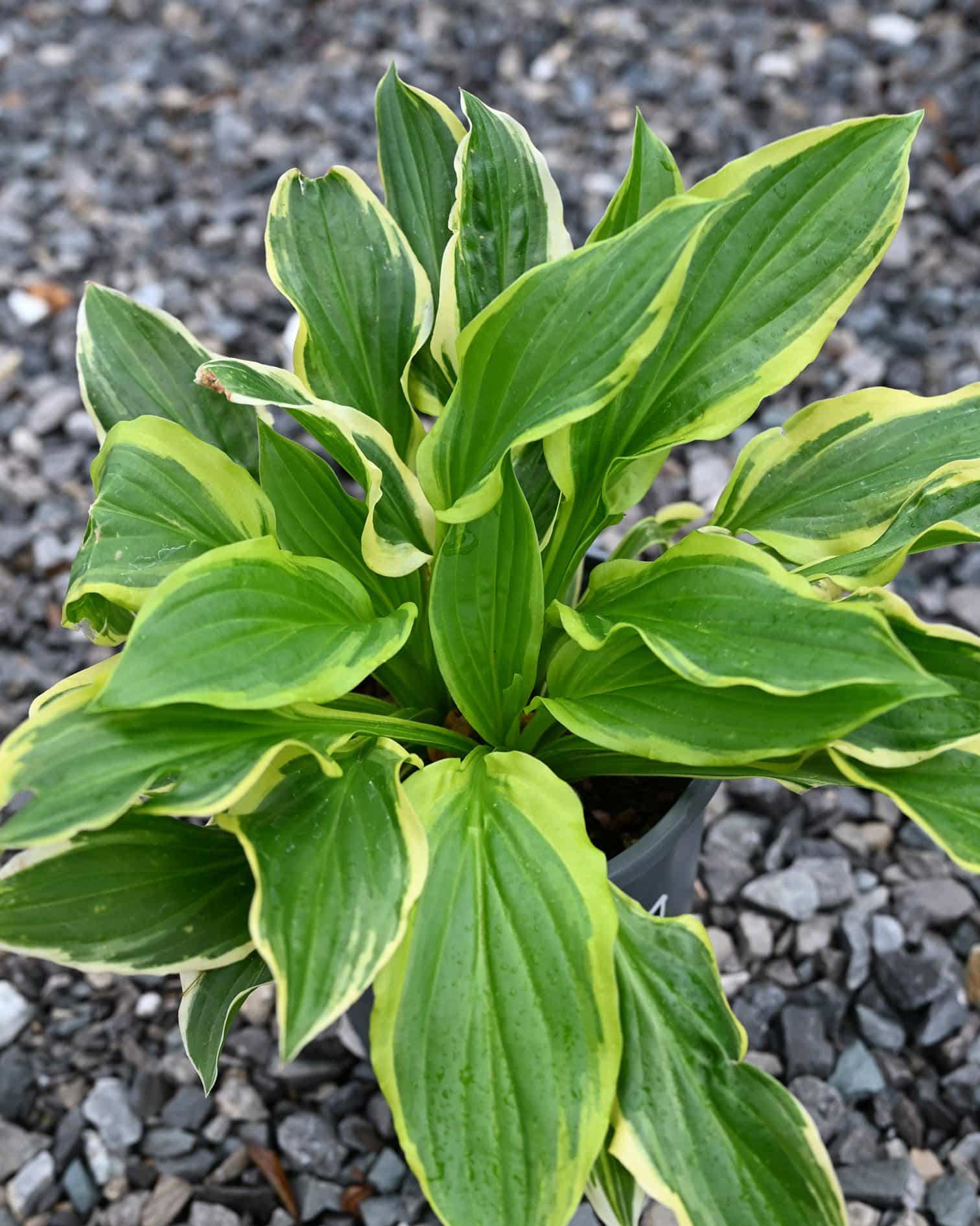 So Sweet Hosta