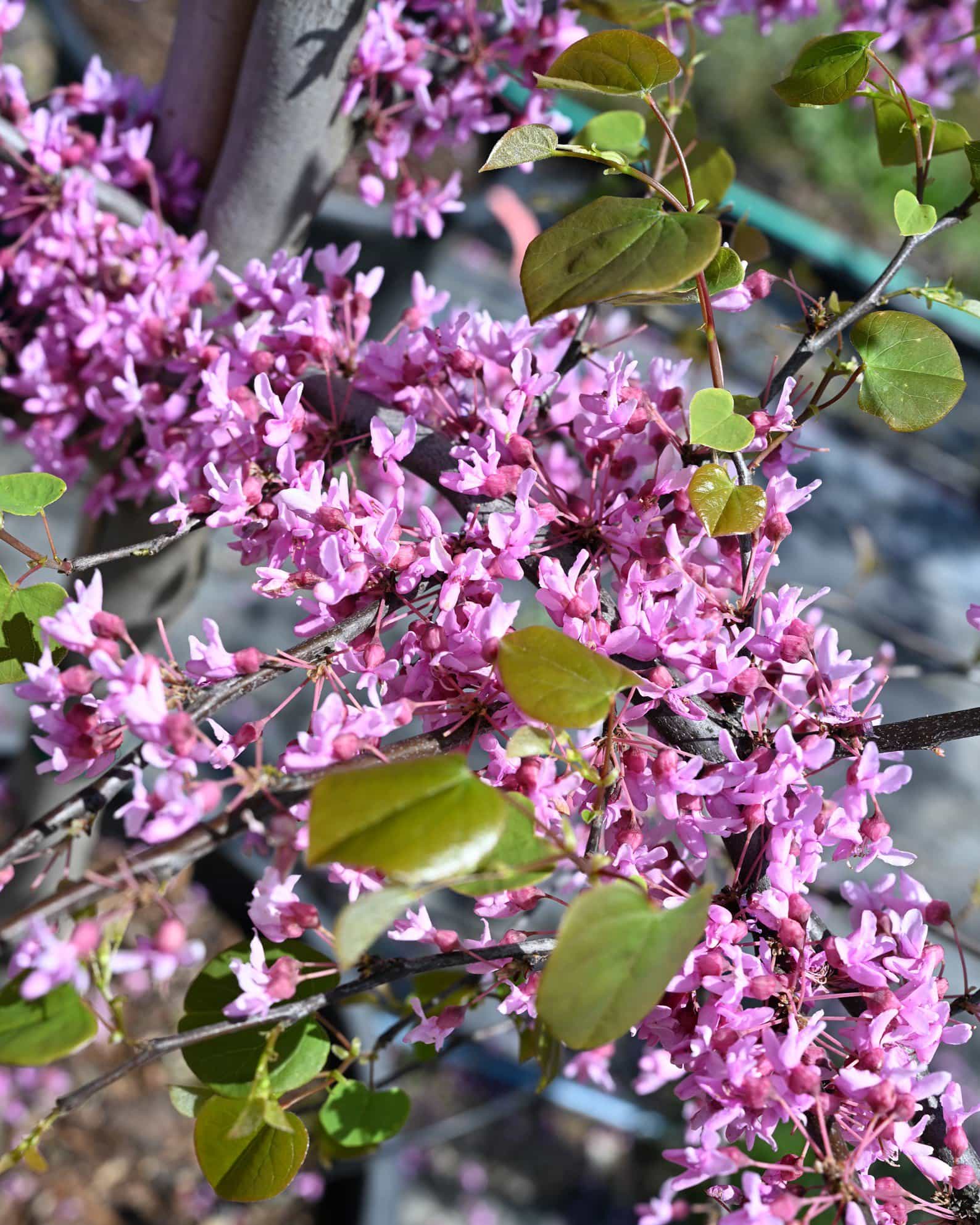 Cascading Hearts Weeping Redbud