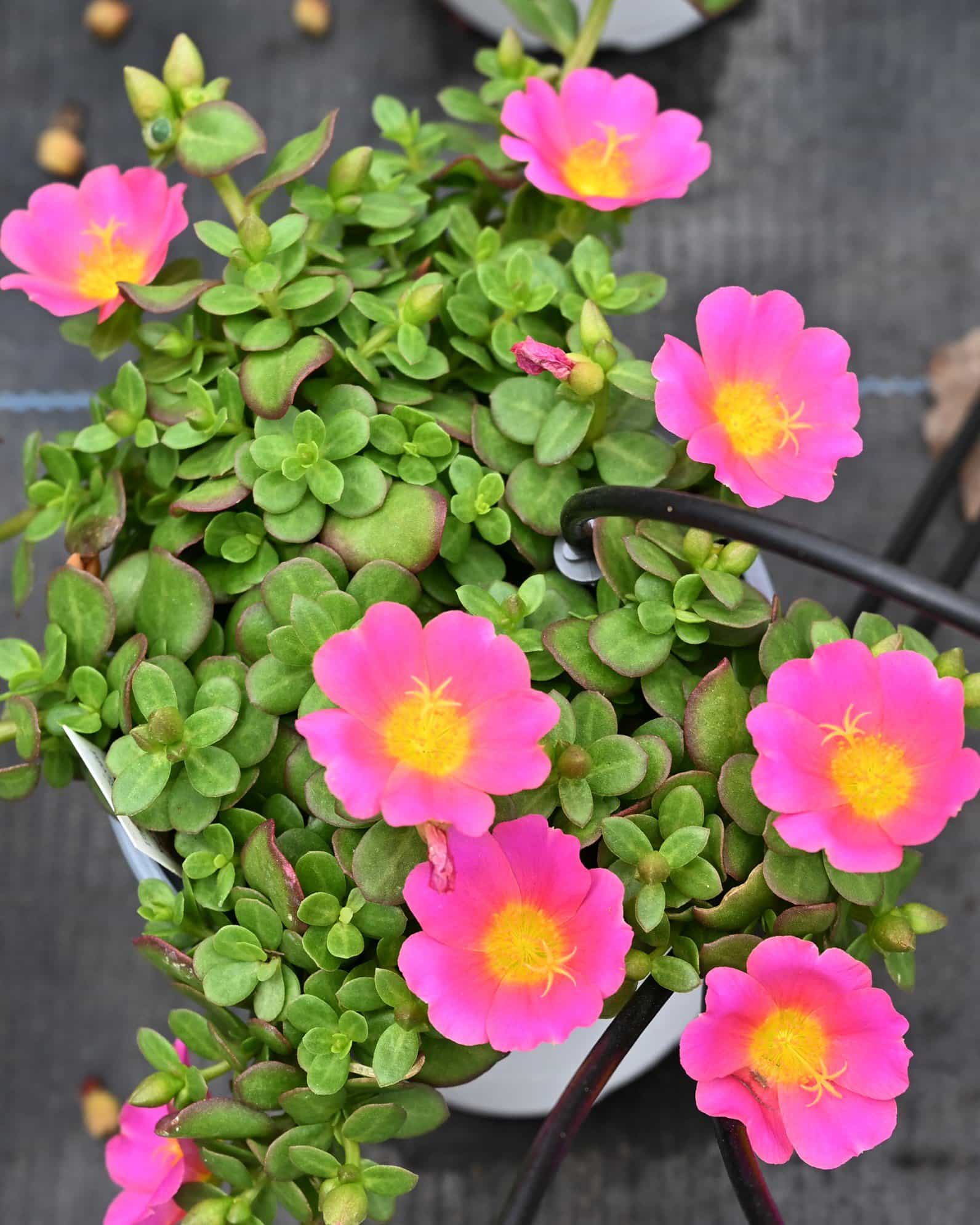 Pazzaz Nano Candy Pink Purslane Portulaca