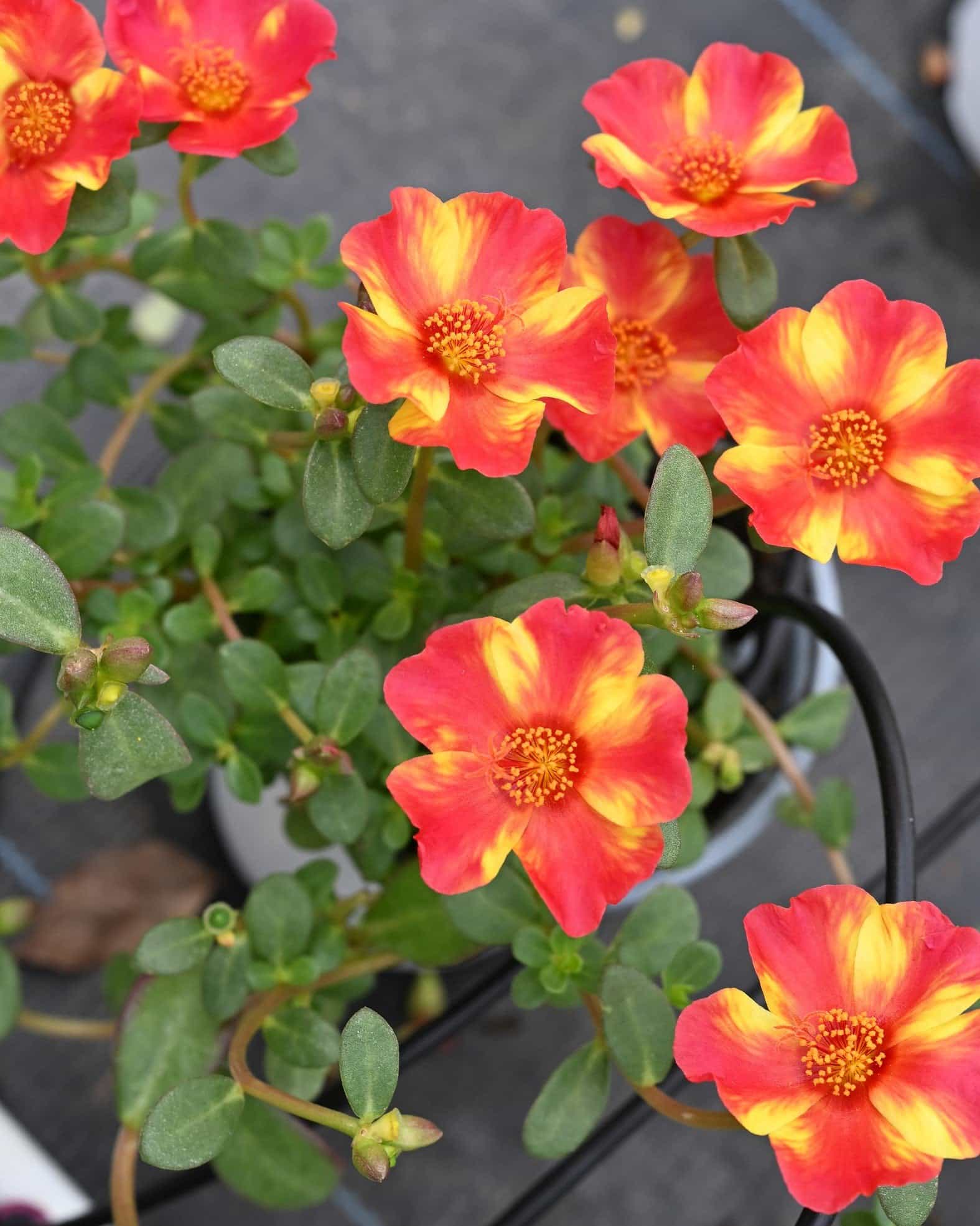 Pazzaz Nano Scarlet Twist Purslane Portulaca