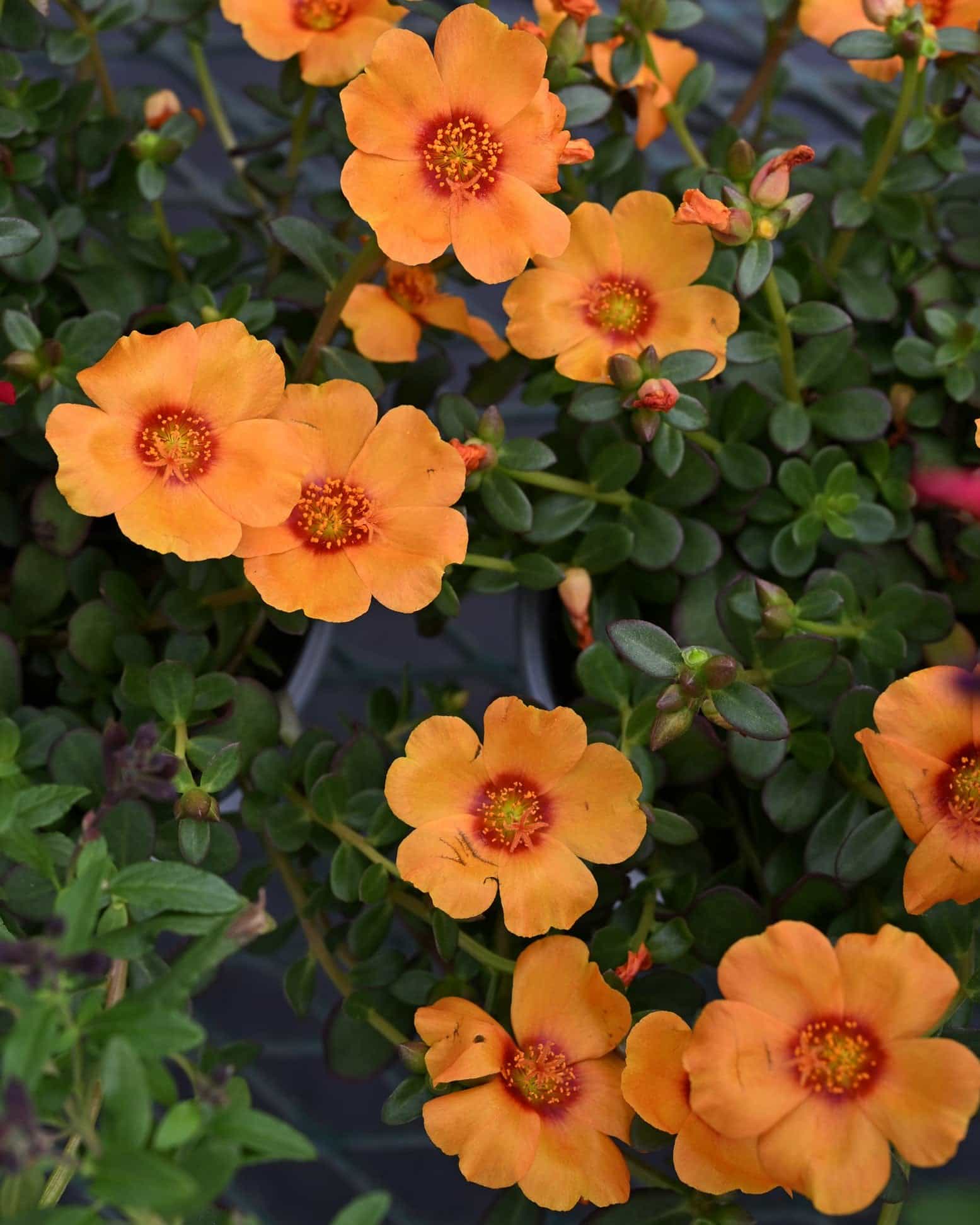 Pazzaz Nano Mango Purslane Portulaca