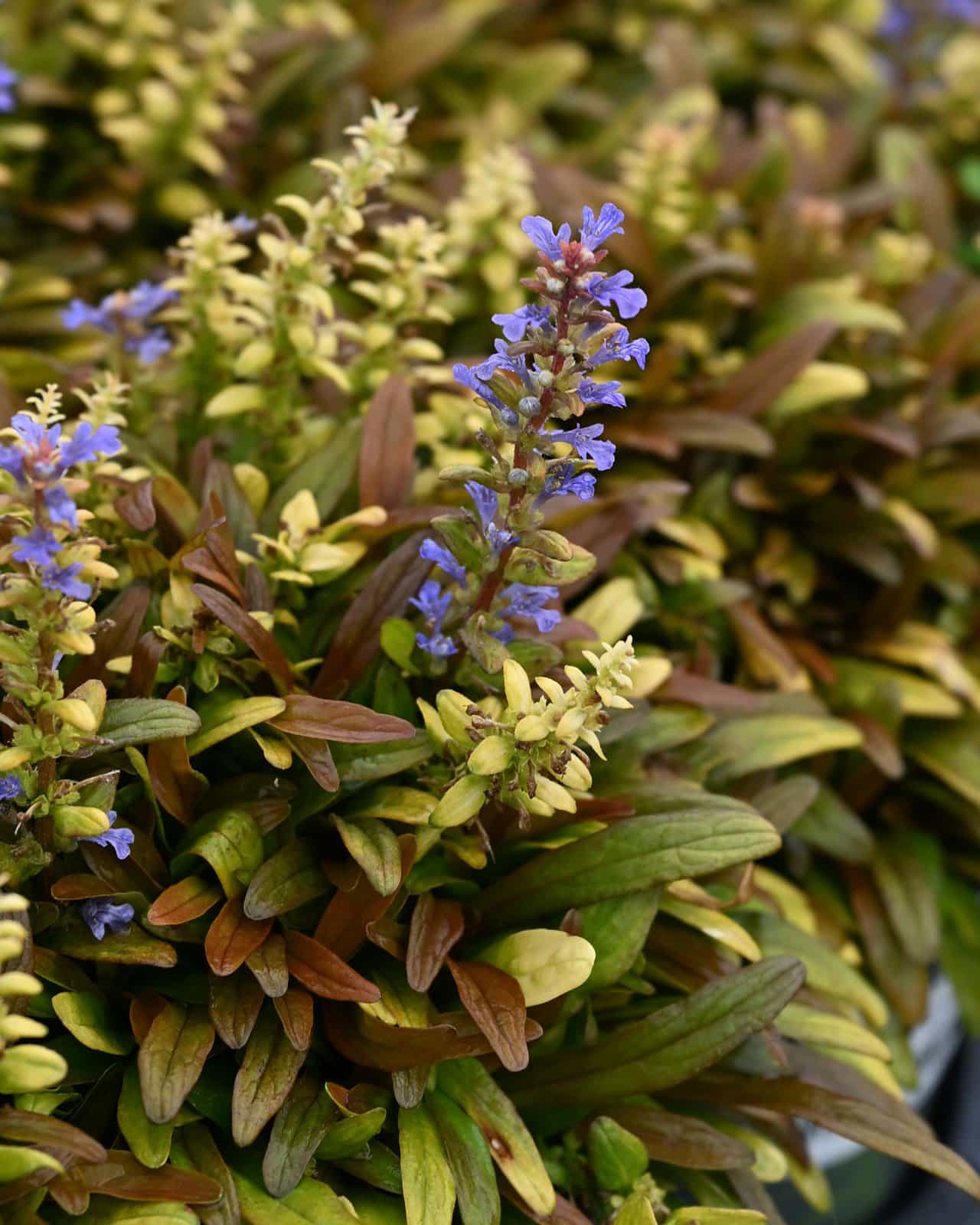 Feathered Friends Fancy Finch Ajuga