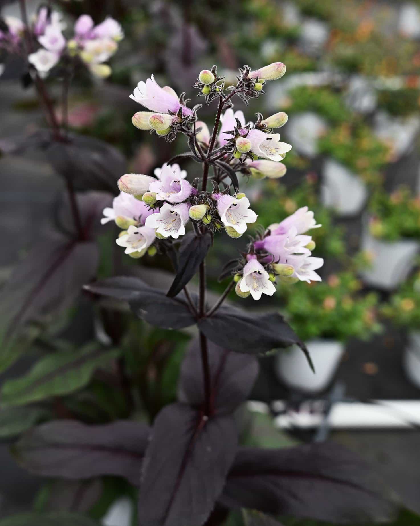 Dakota Burgundy Penstemon