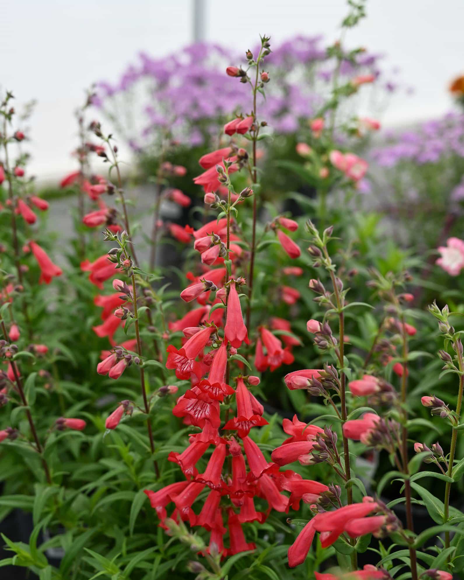 Mountain Treats Red Penstemon