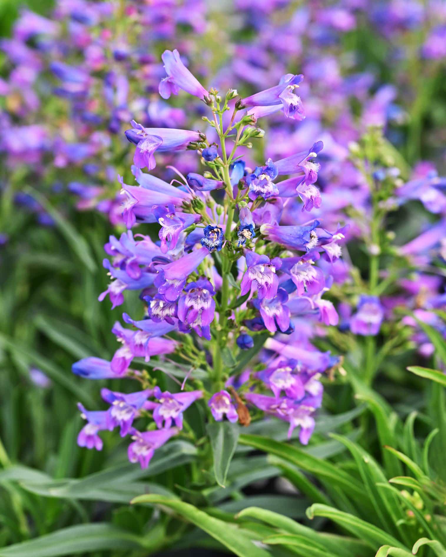 Pristine Blue Penstemon