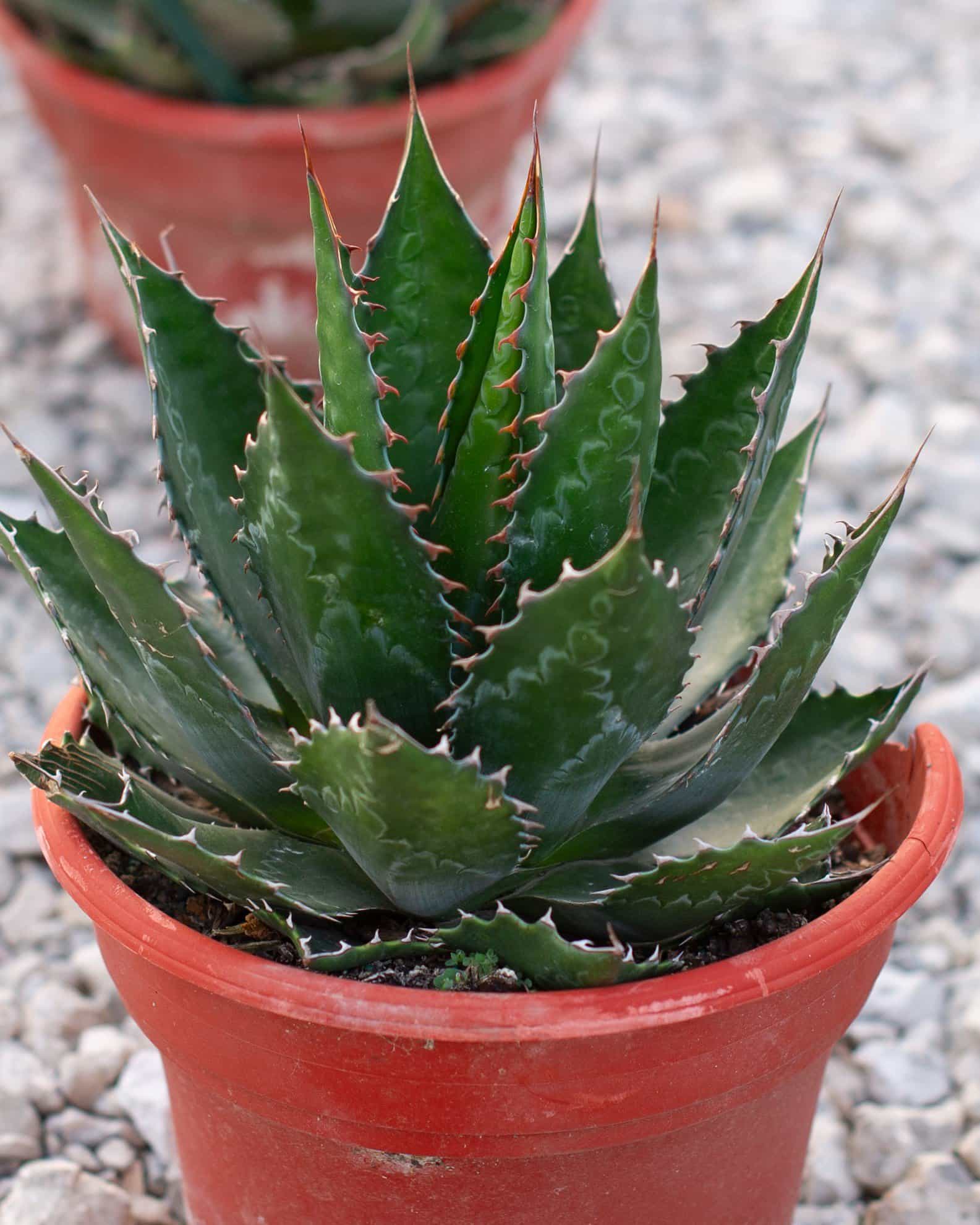 Baccarat Agave